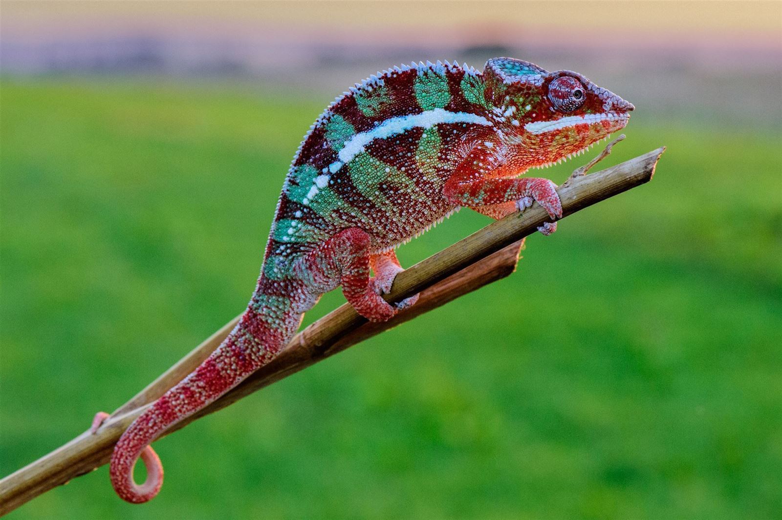 Chameleon