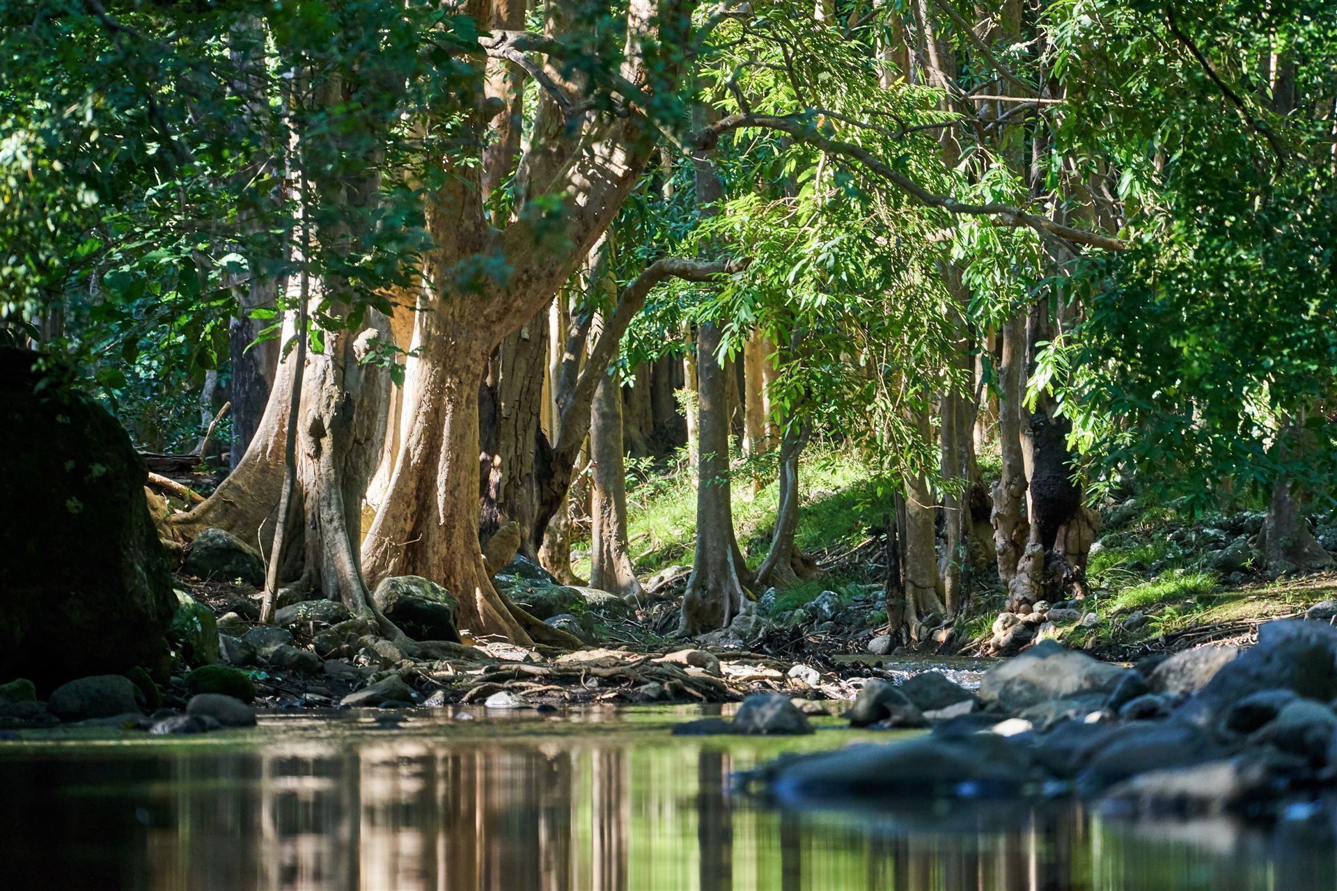 Alte Bäume im Black River Nationalpark