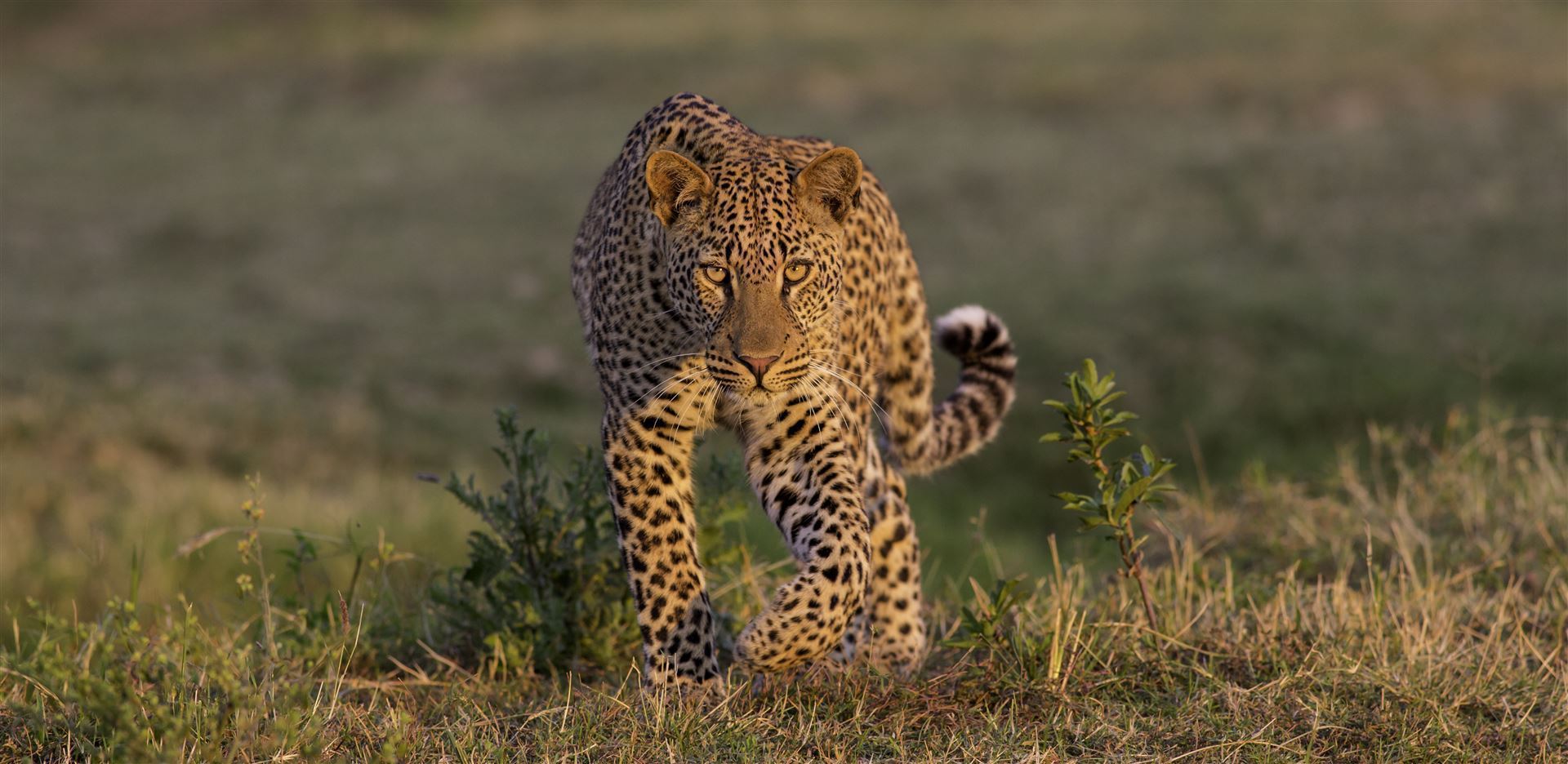 South Luangwa-Nationalpark_Leopard
