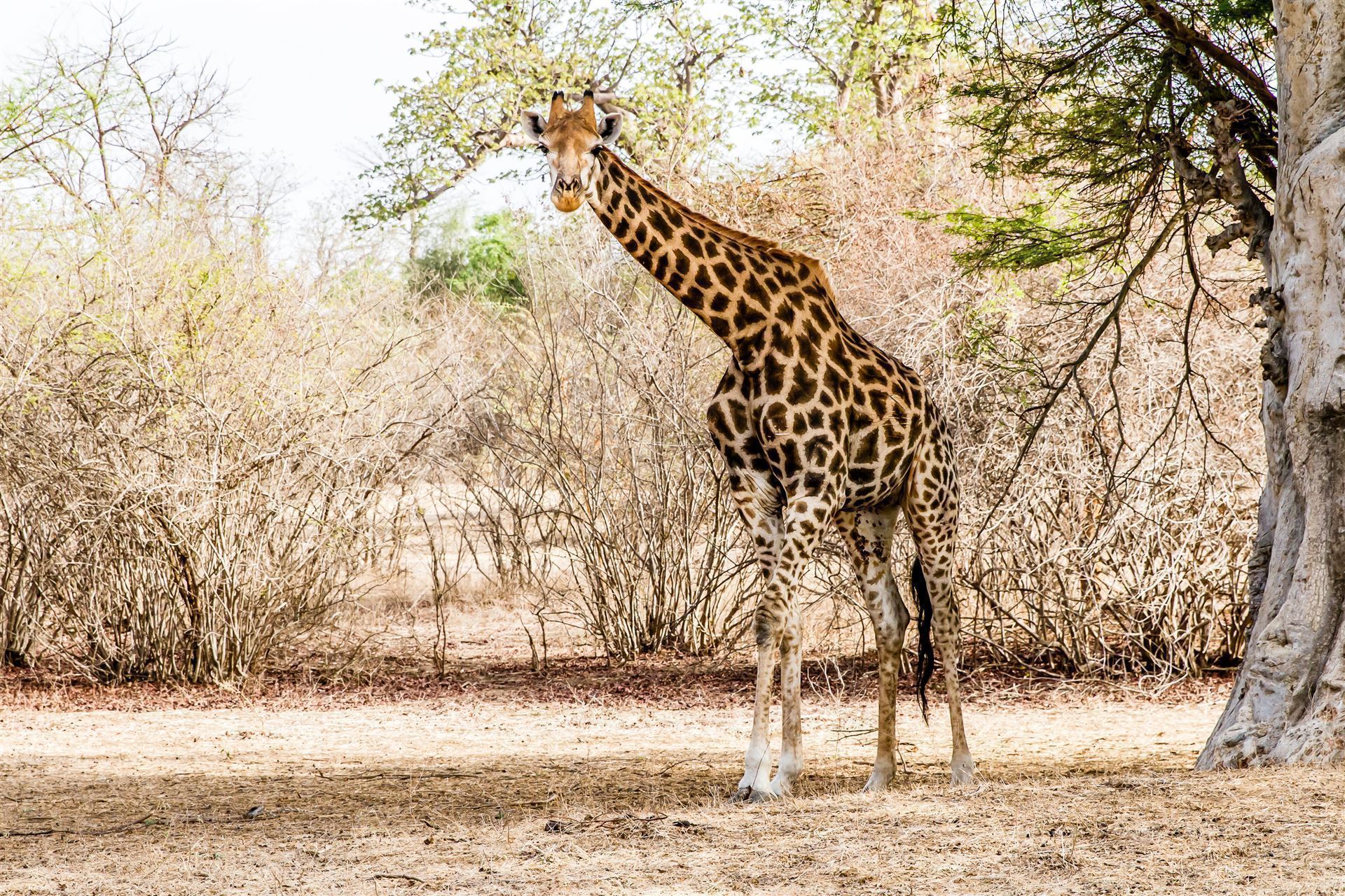 Giraffe im Bandia Park