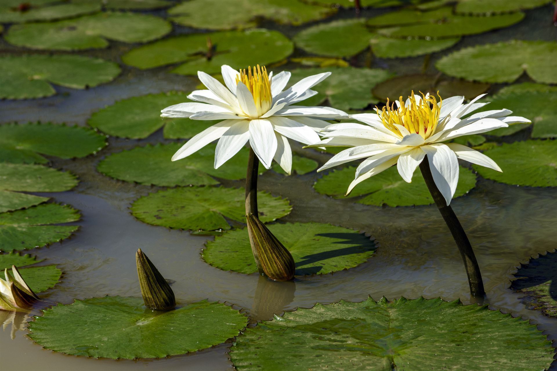 Seerose im Djoudi Nationalpark
