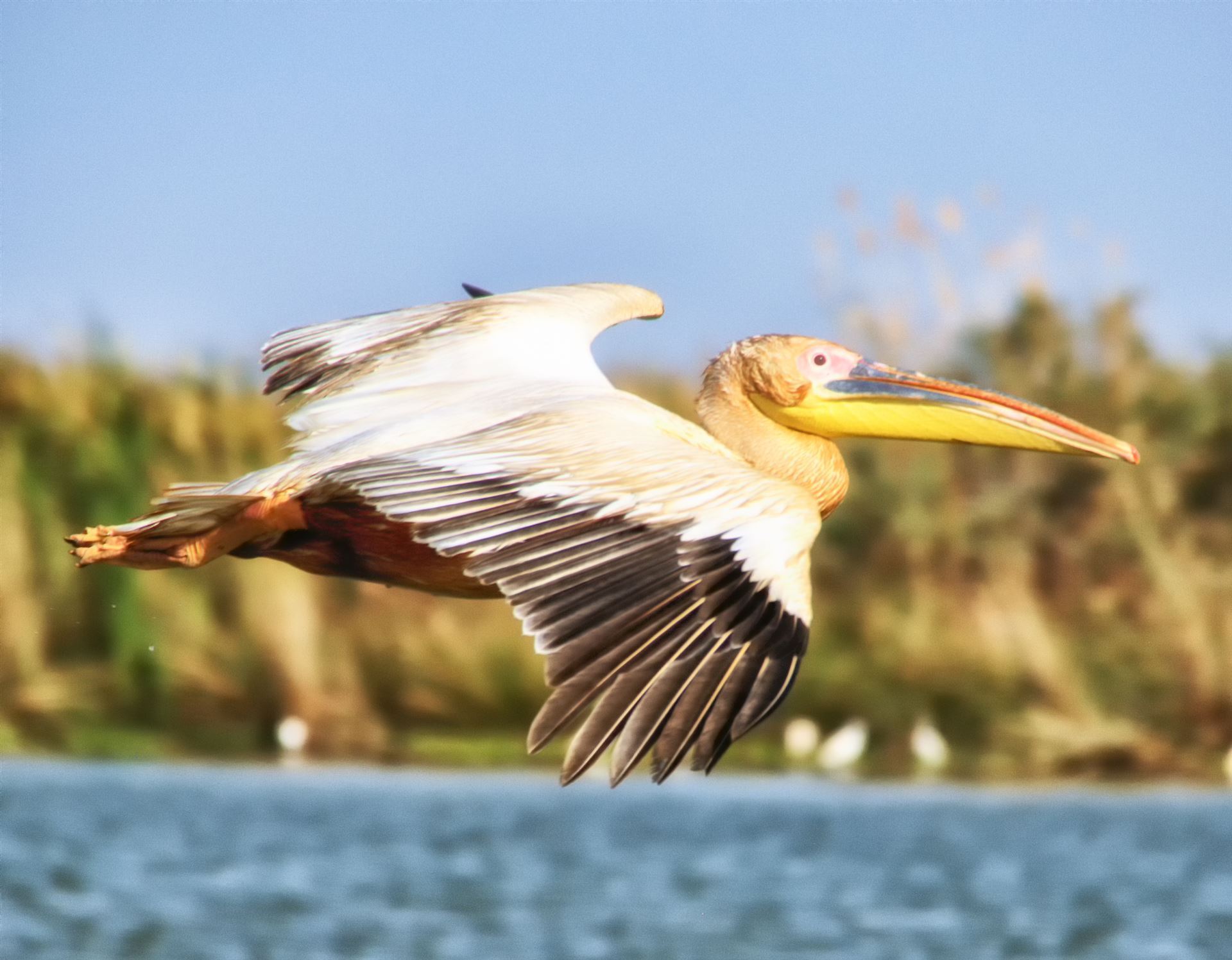 fliegender Pelikan