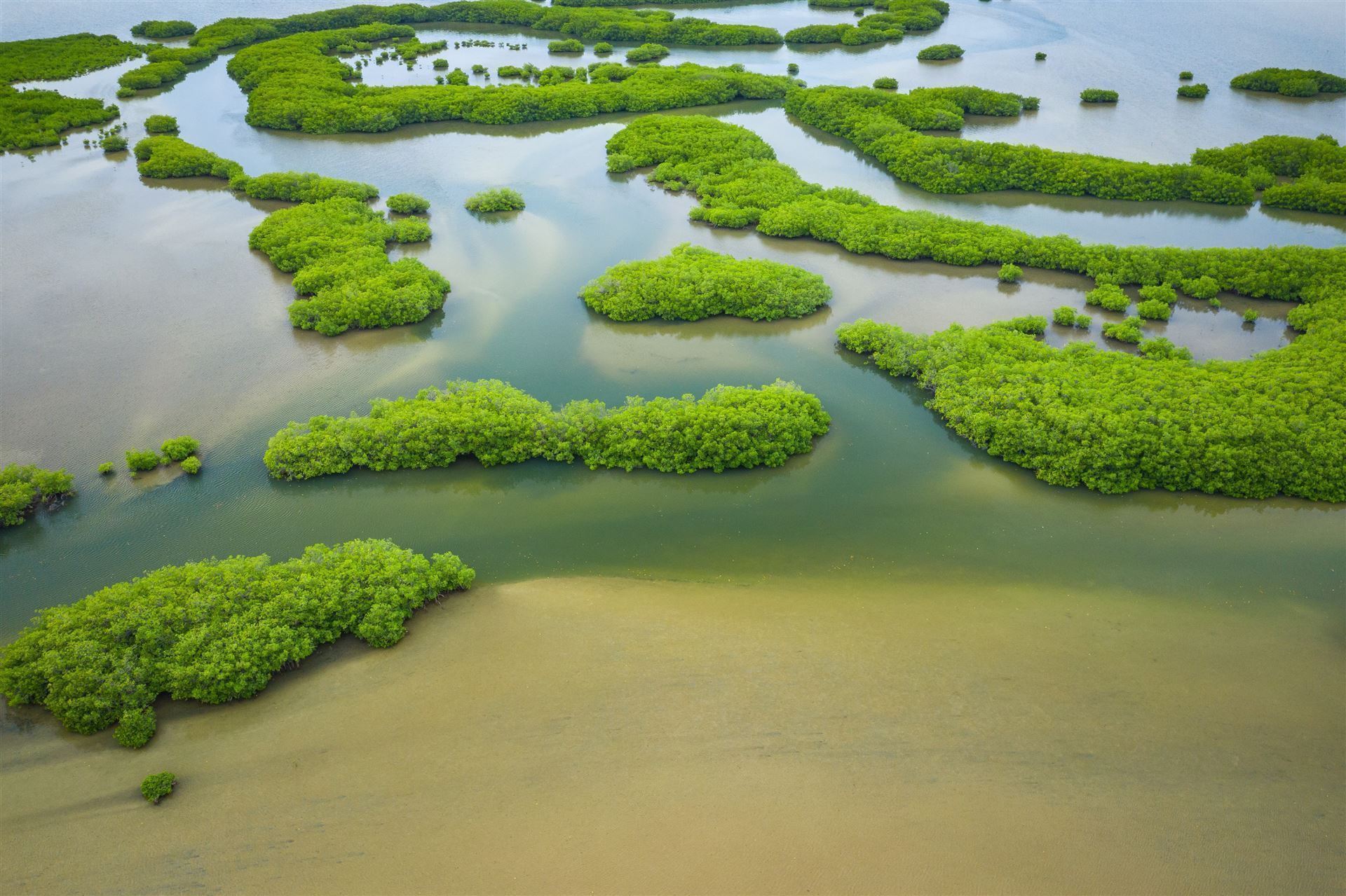 Mangroven im Delta