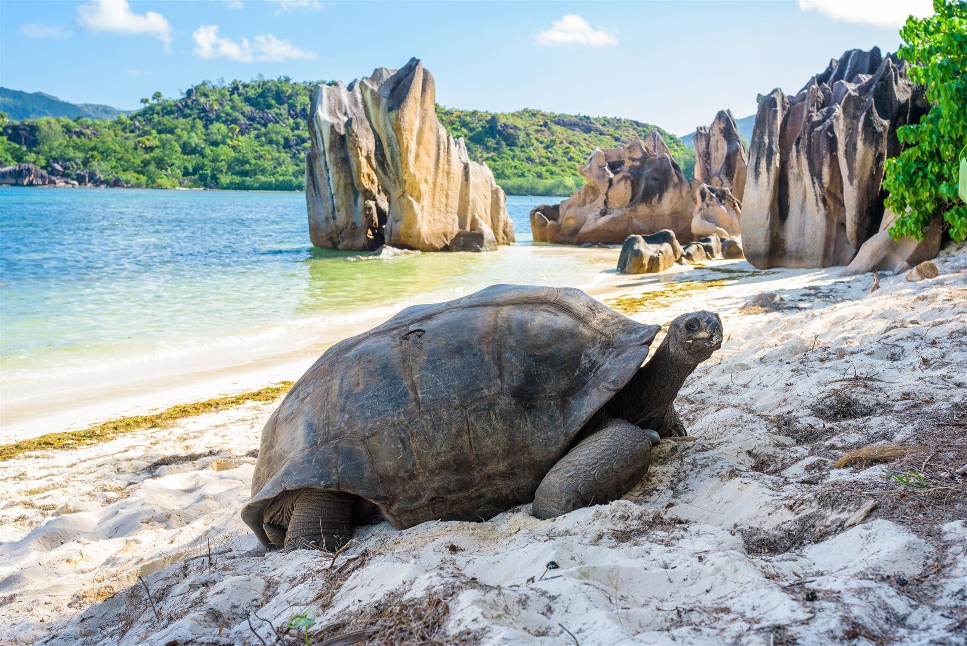 Seychellen Insel Curieuse Schildkröte