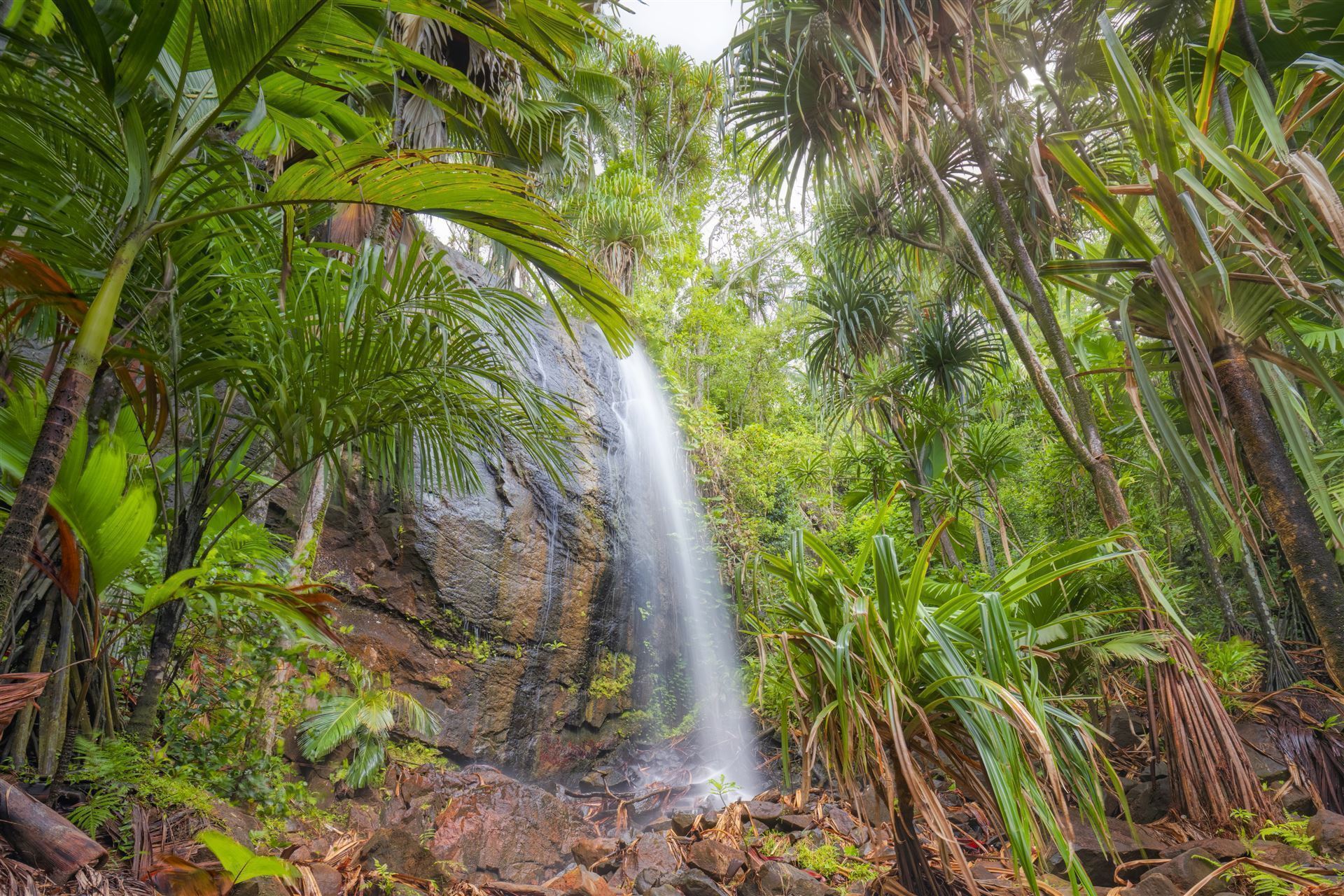 Seychellen Valle de Mai Nationalpark