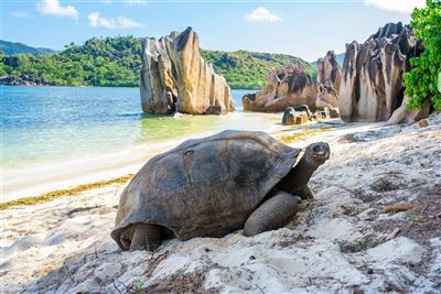 Seychellen Insel Curieuse Schildkröte