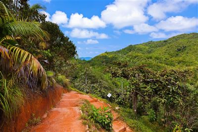 Seychellen Valle de Mai Nationalpark