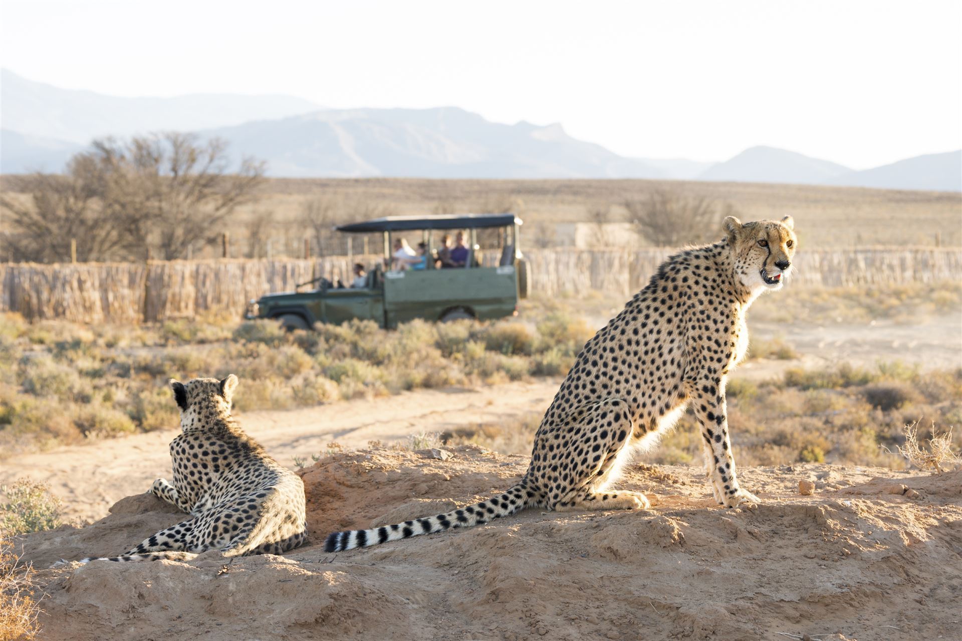 Auf Safari an der Garden Route