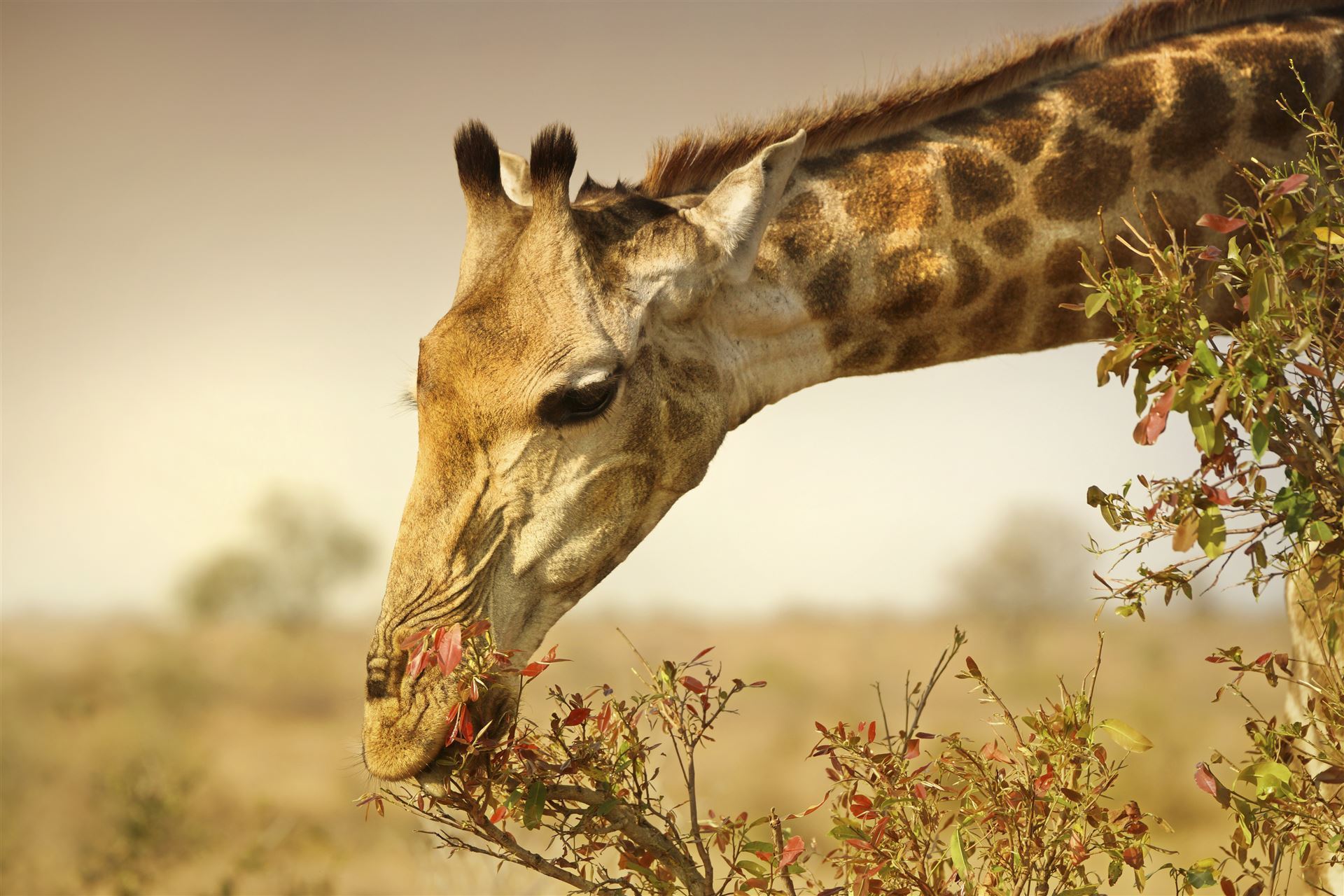 Giraffe im Krüger Nationalpark