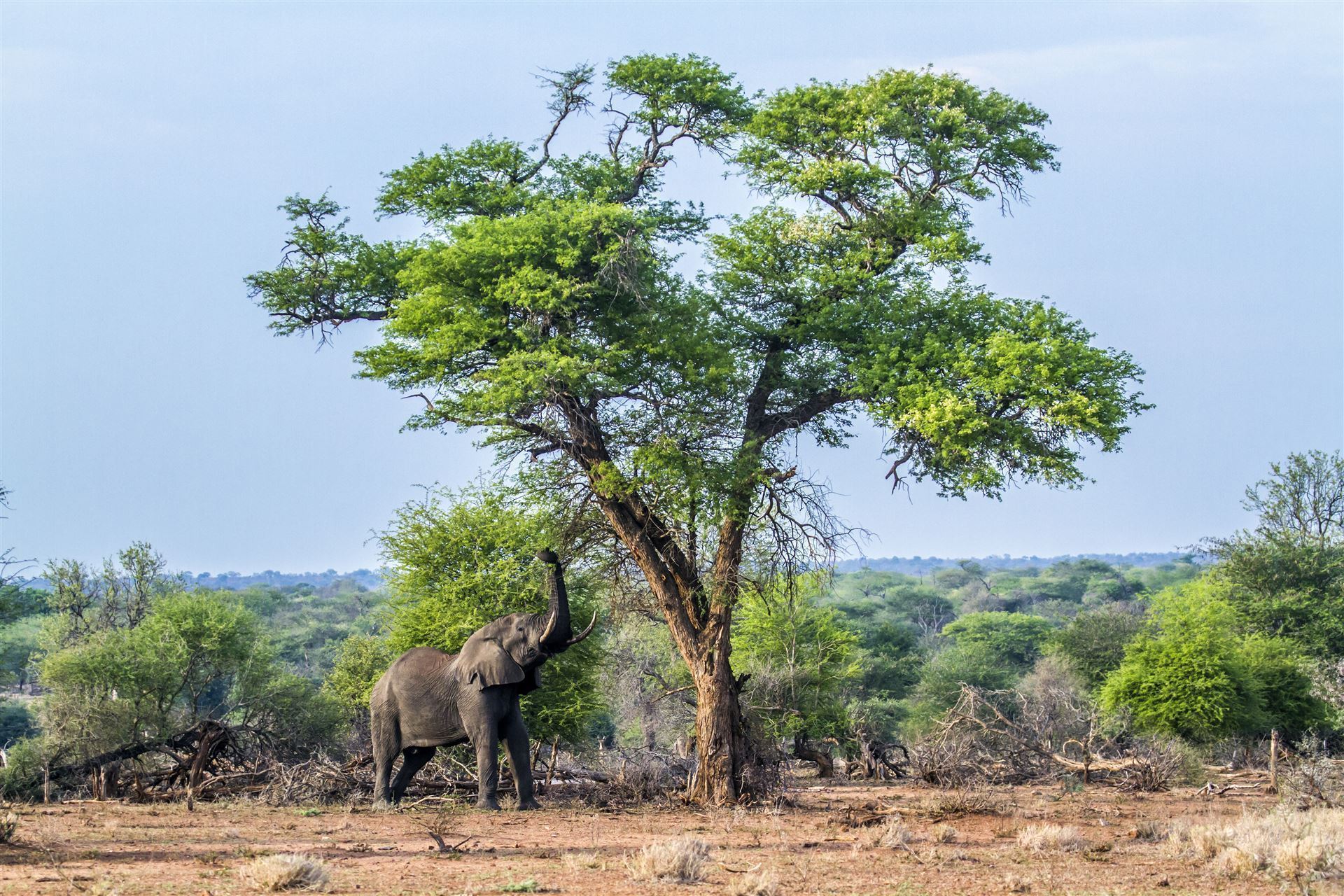 Krüger Nationalpark