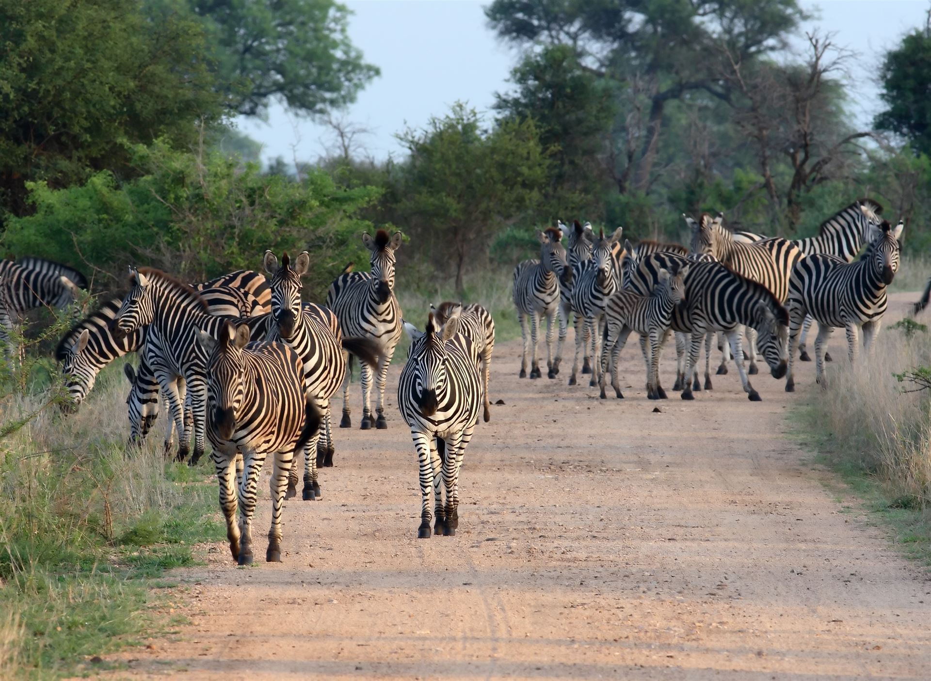 Zebras im Krüger Nationalpark