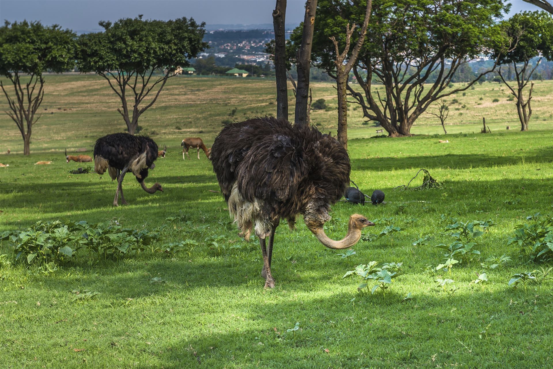 Strausse in der Nähe von Johannesburg