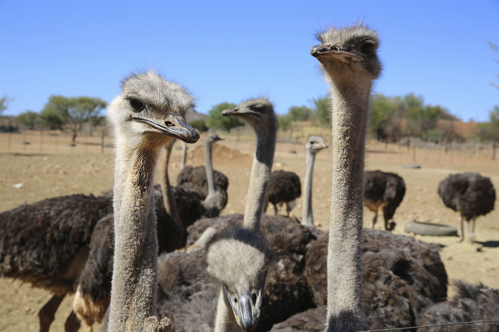  Südafrika Straussenfarm