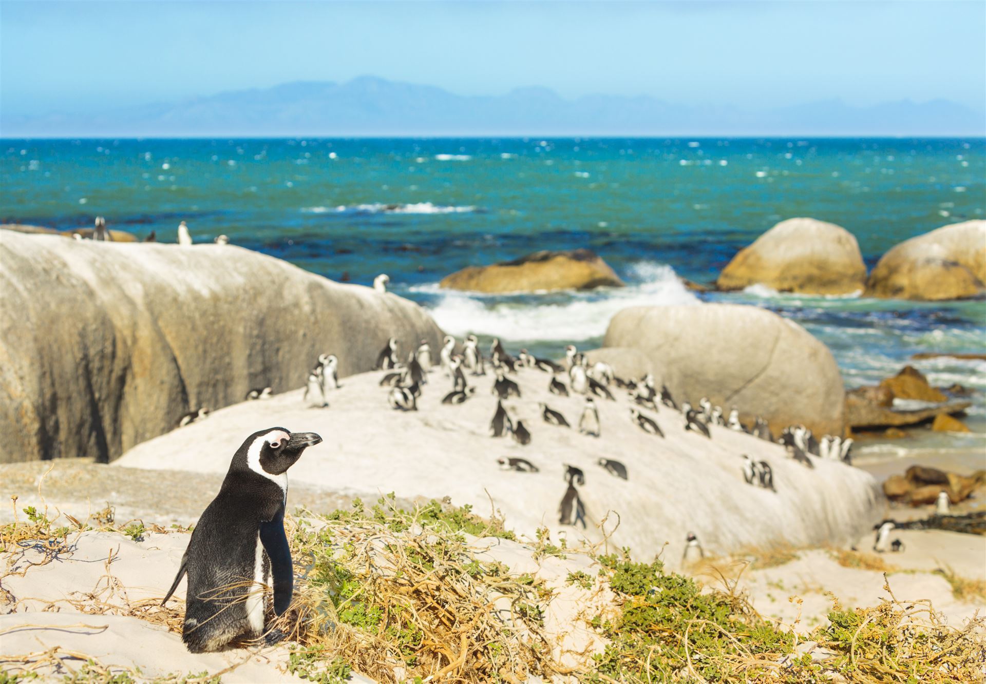 Brillenpinguine am Boulders Beach