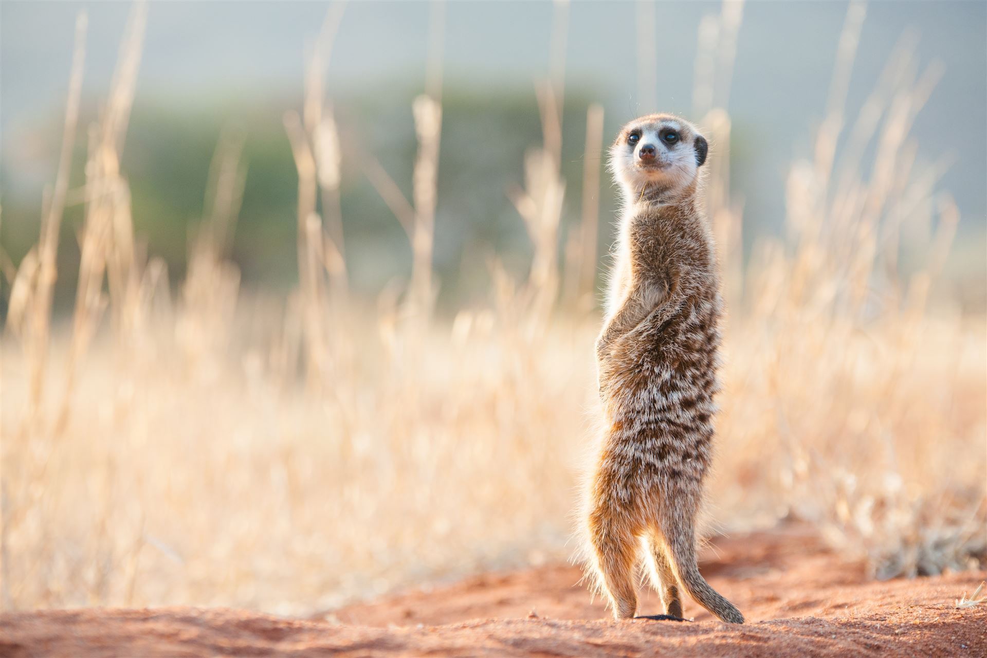 Erdmännchen in Südafrika