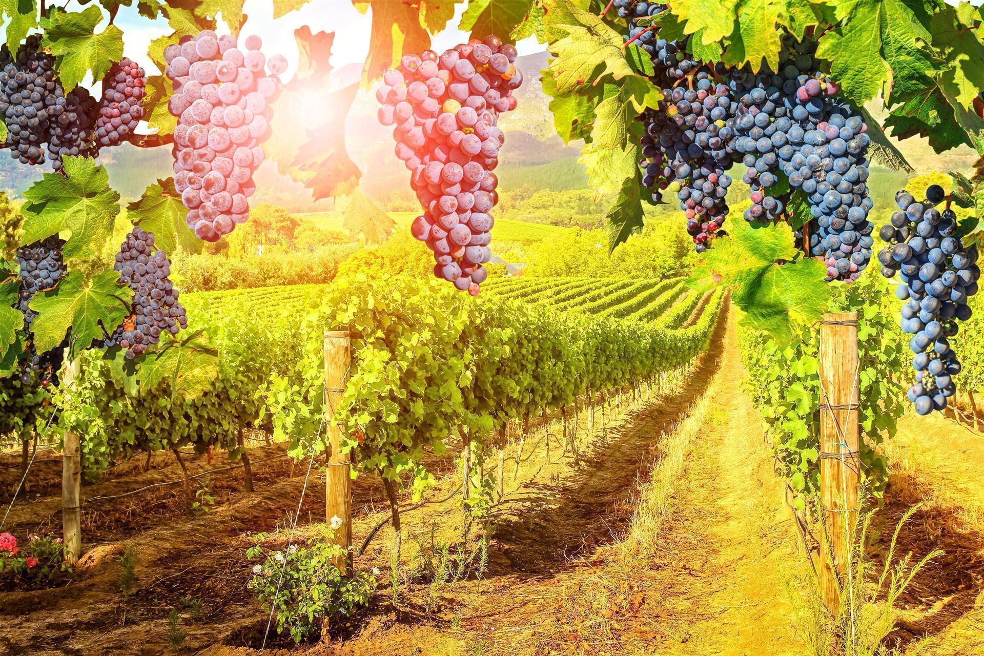 Impressionen Wein in Südafrika