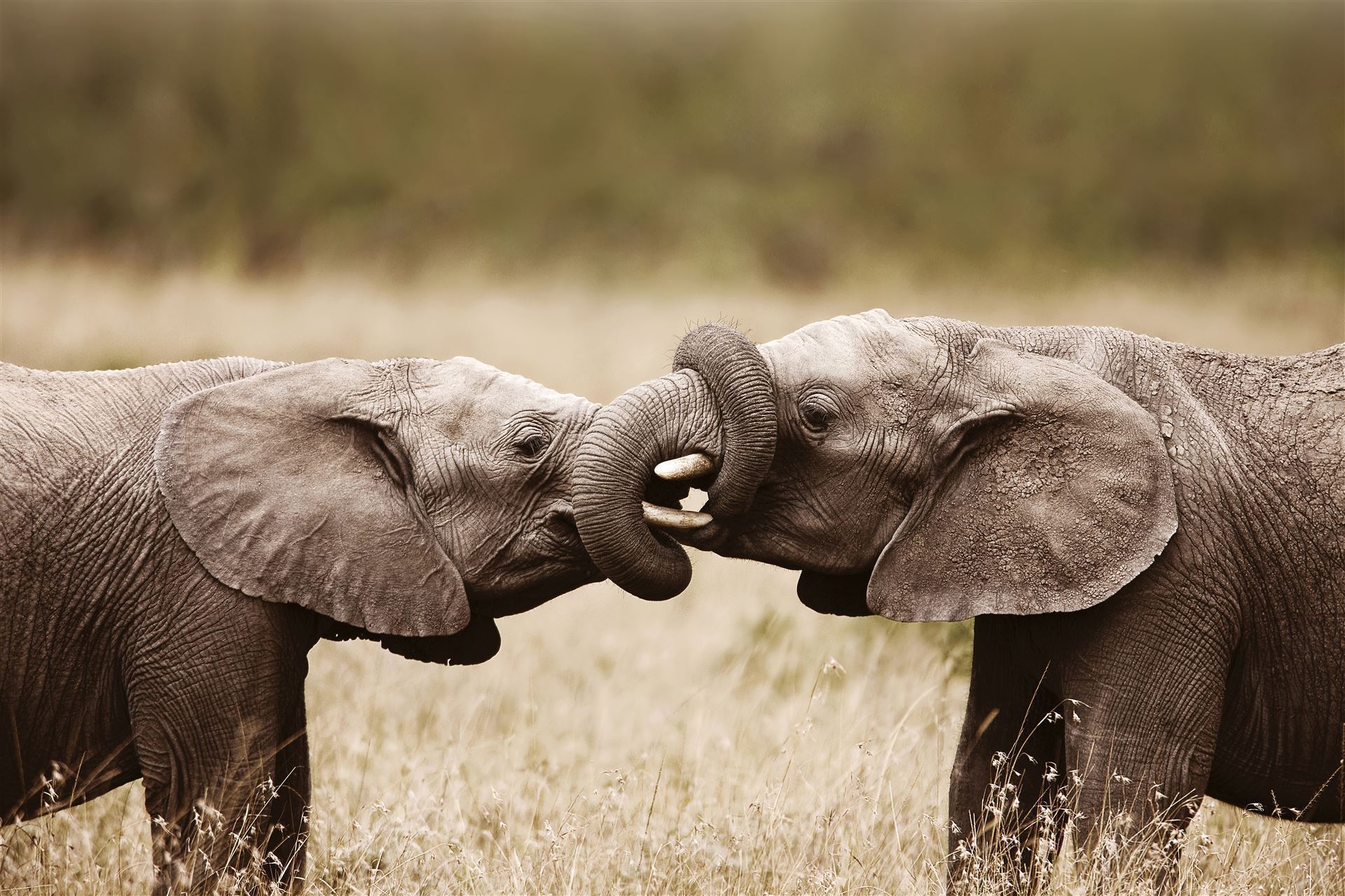 Elefanten im Addo Elephant Nationalpark