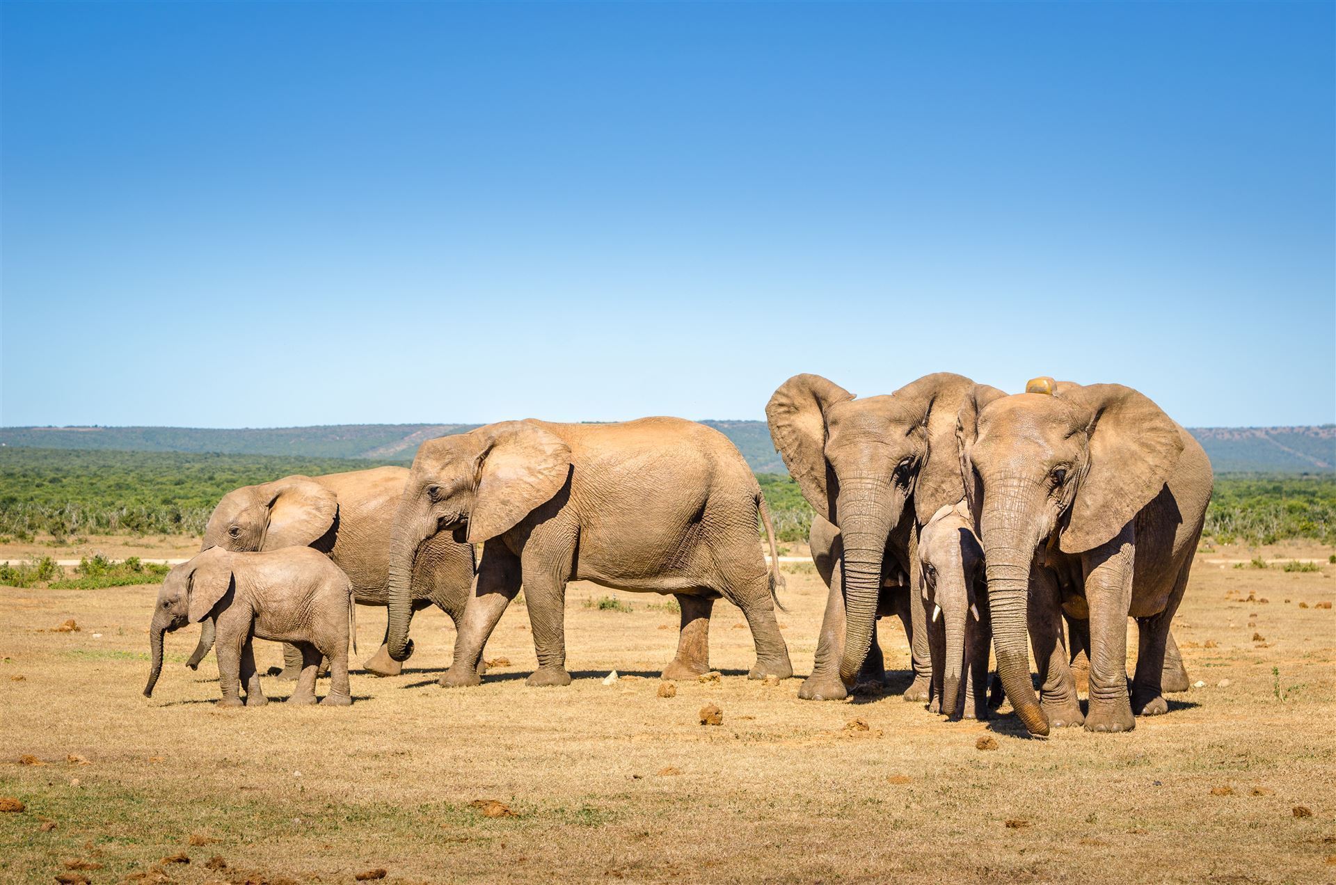 Große Elefantenherde im Addo Nationalpark