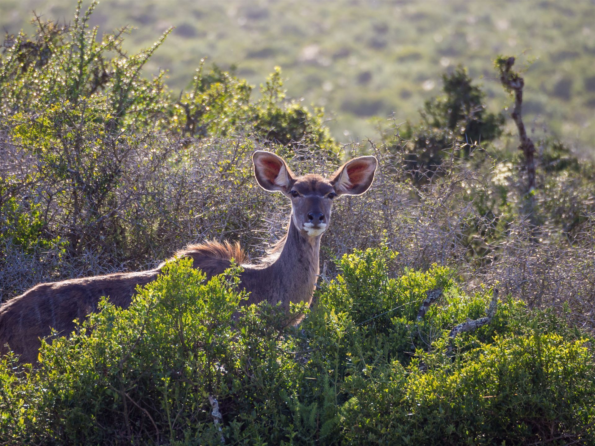 Kudu im Busch im Addo Elephant Nationalpark