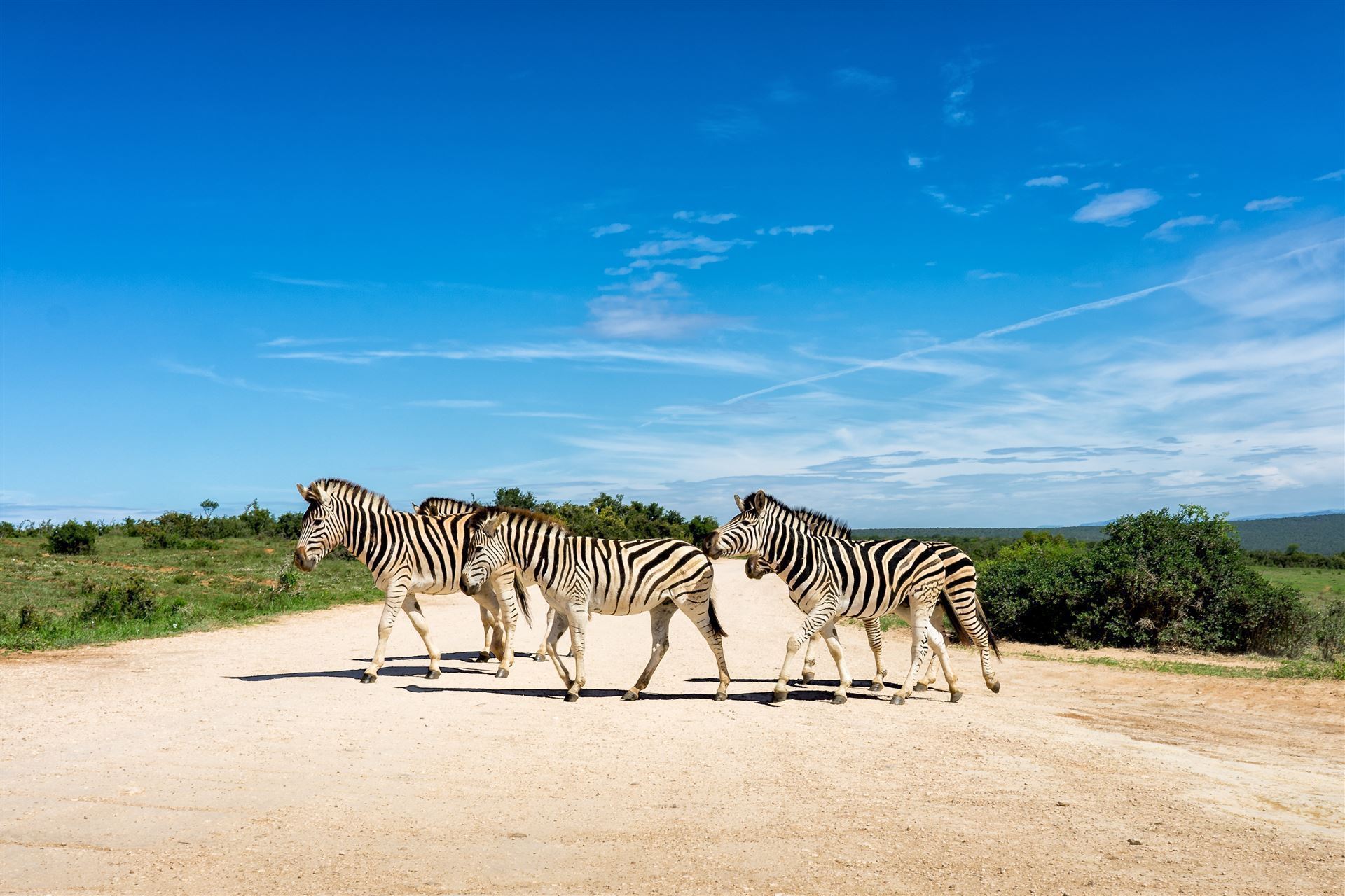 Zebras im Addo Elephant Nationalpark