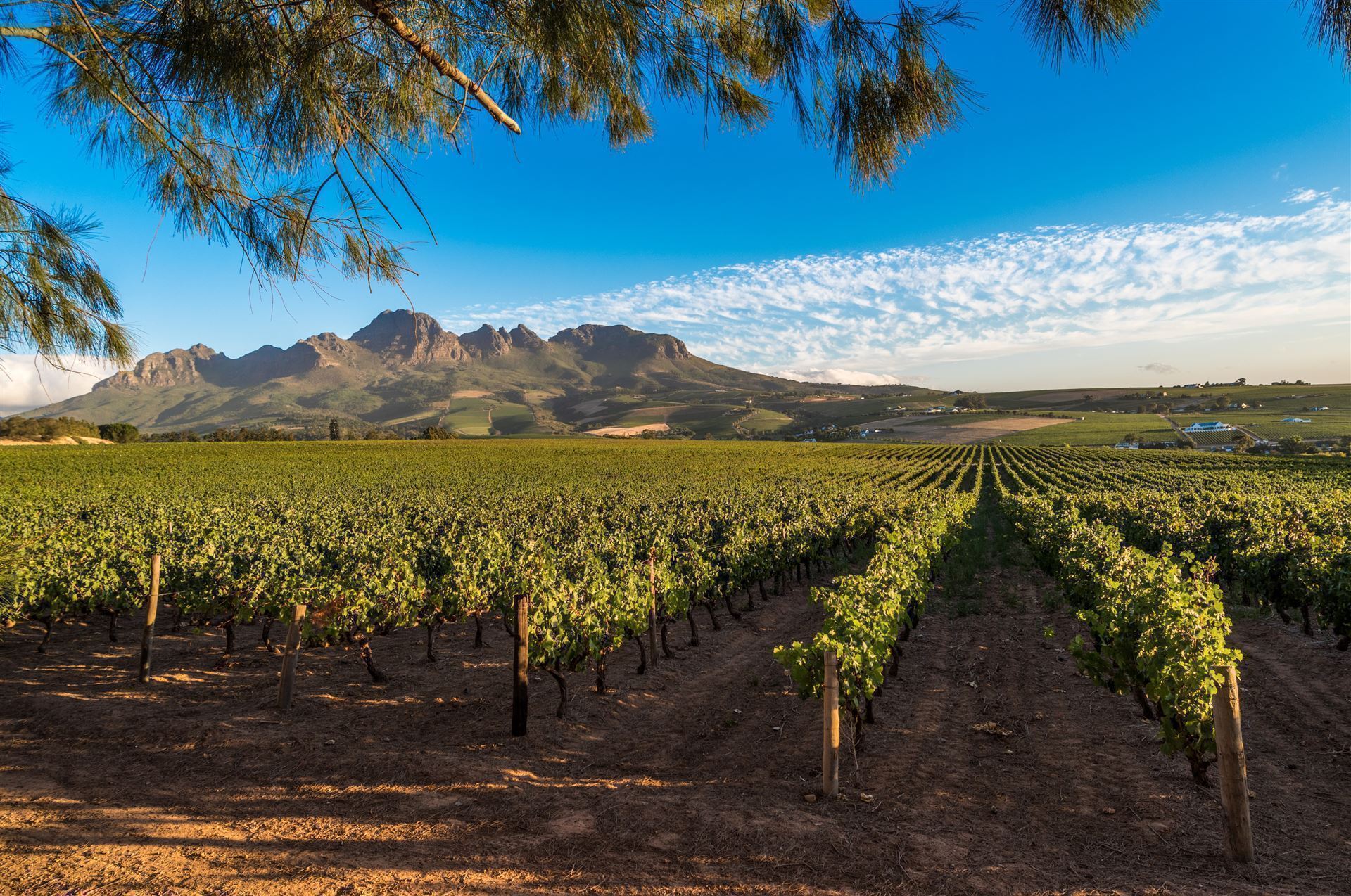 Winelands in der Kapregion
