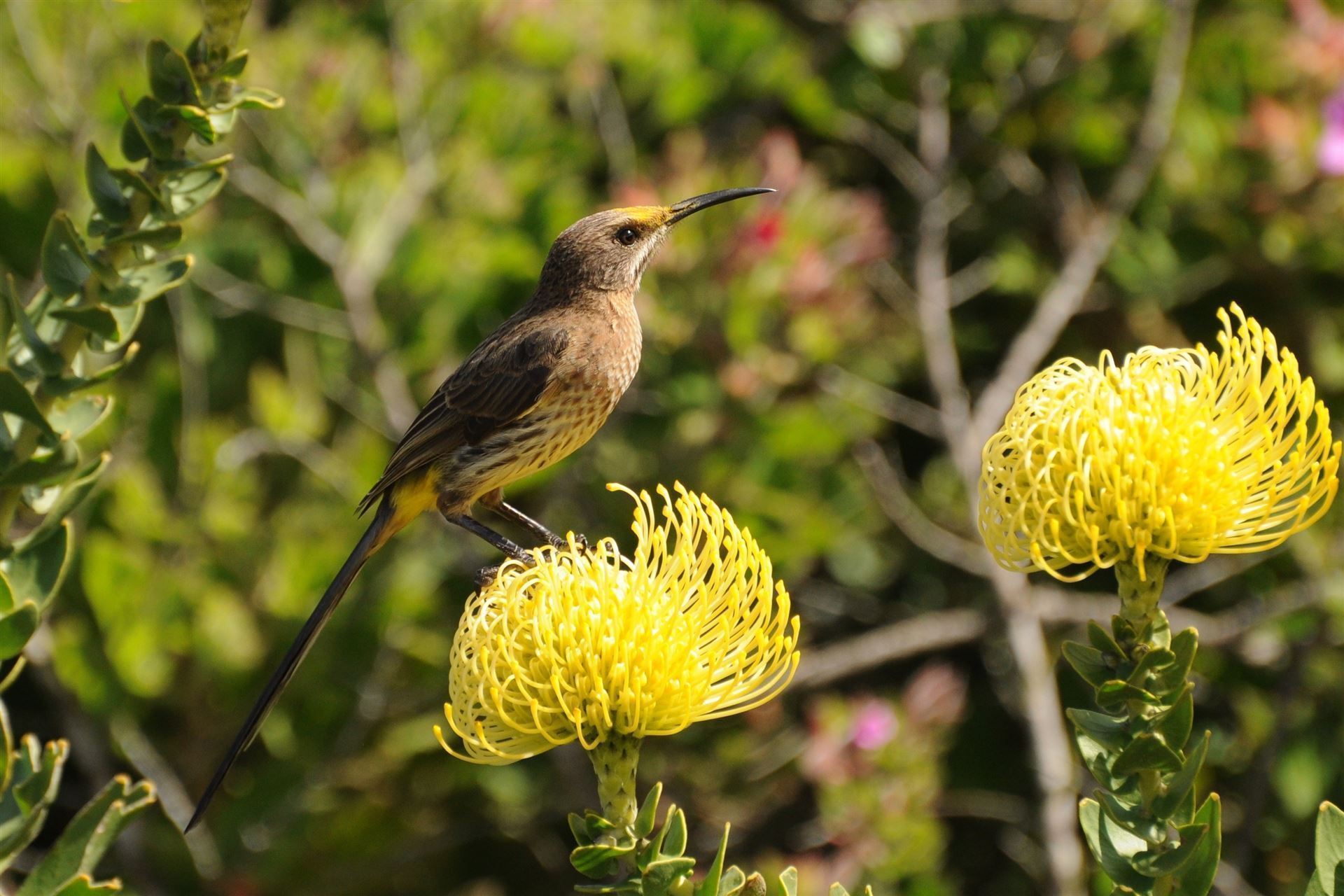 Impressionen aus dem Fernkloof Nature Reserve