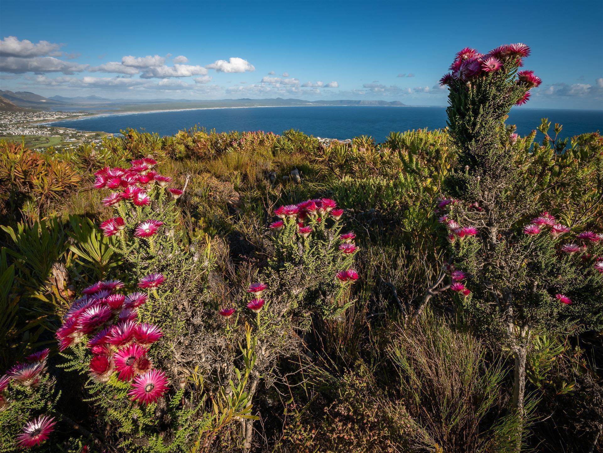 Impressionen aus dem Fernkloof Nature Reserve