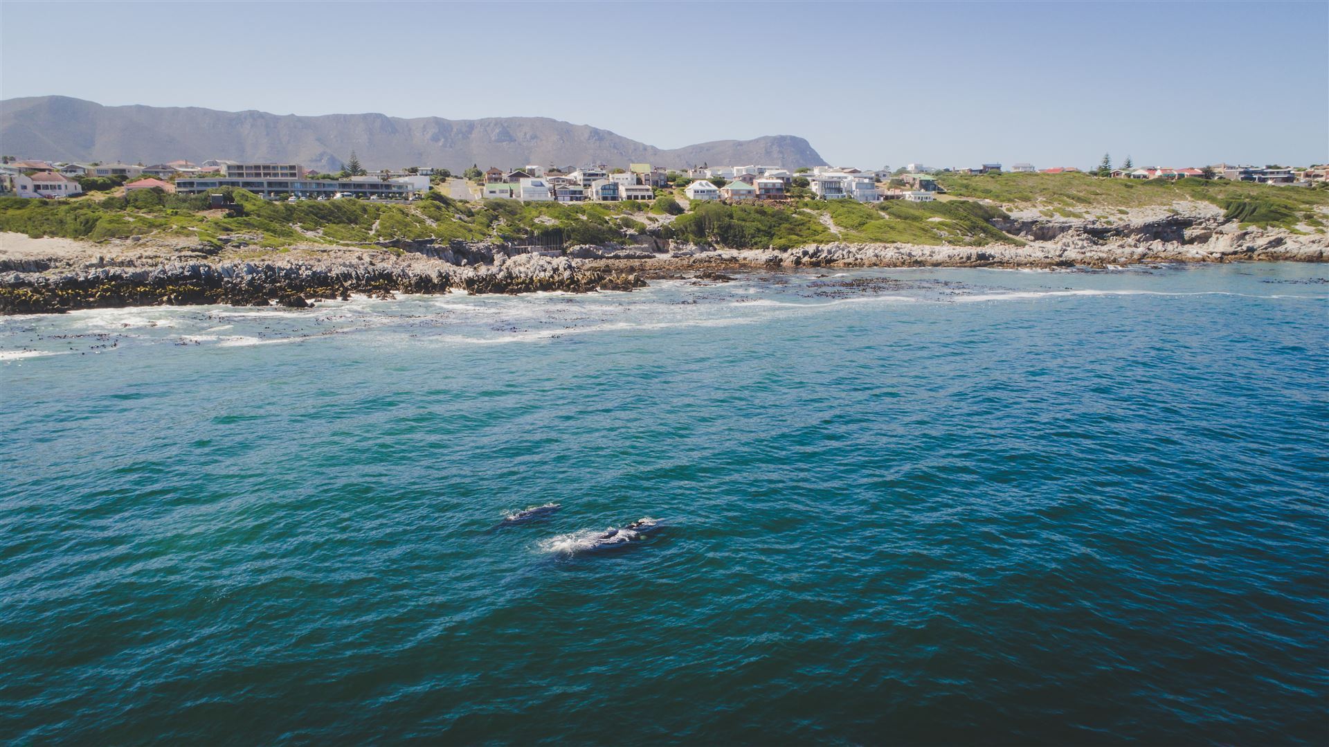 Walhauptstadt Hermanus