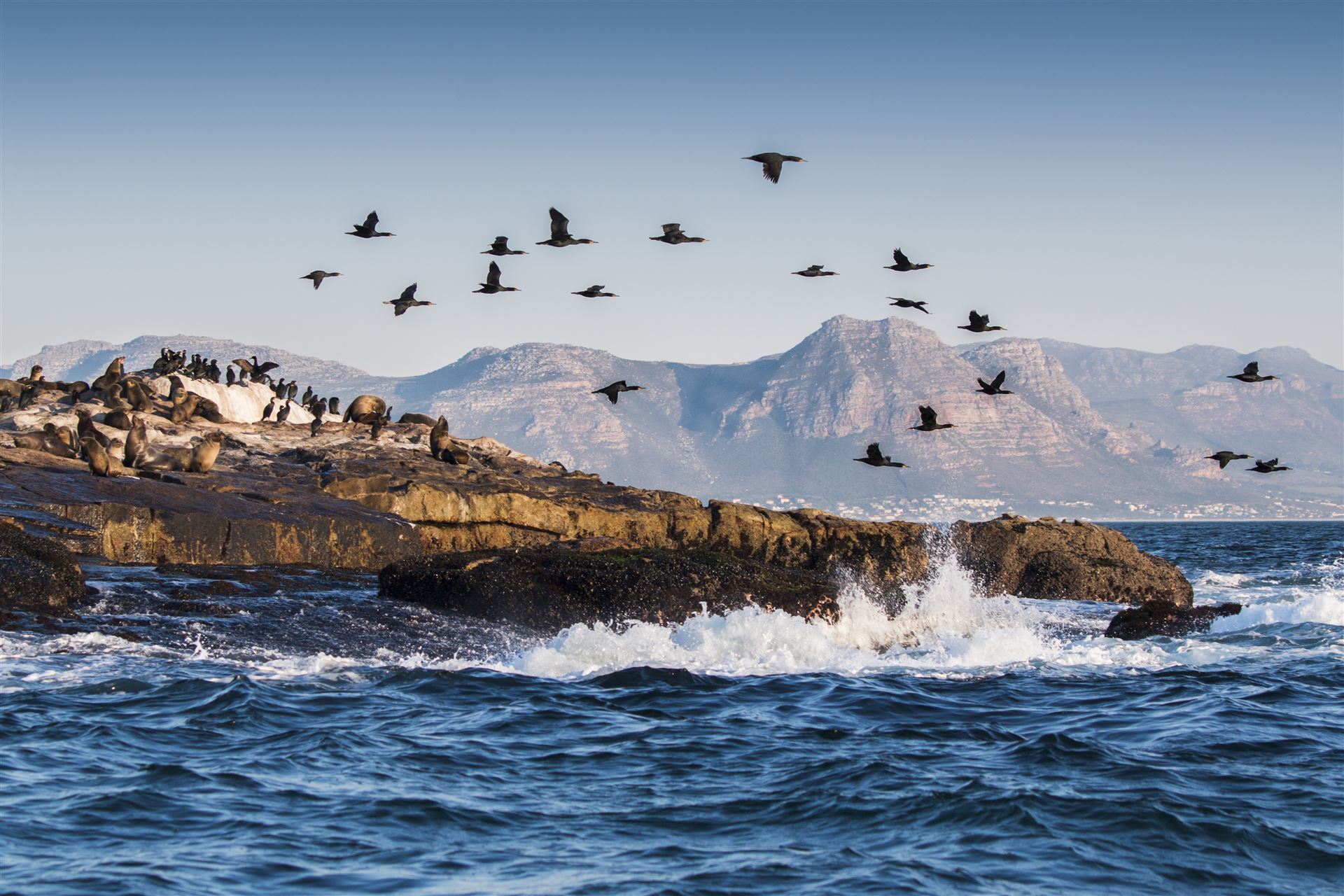Robbenkolonie auf Seal Island