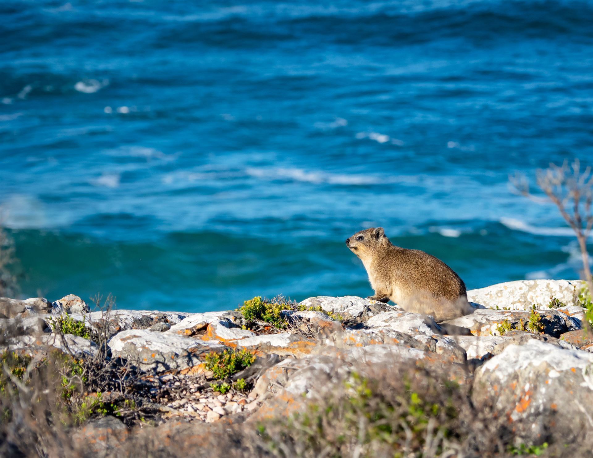 Klippschliefer im Robberg Nature Reserve