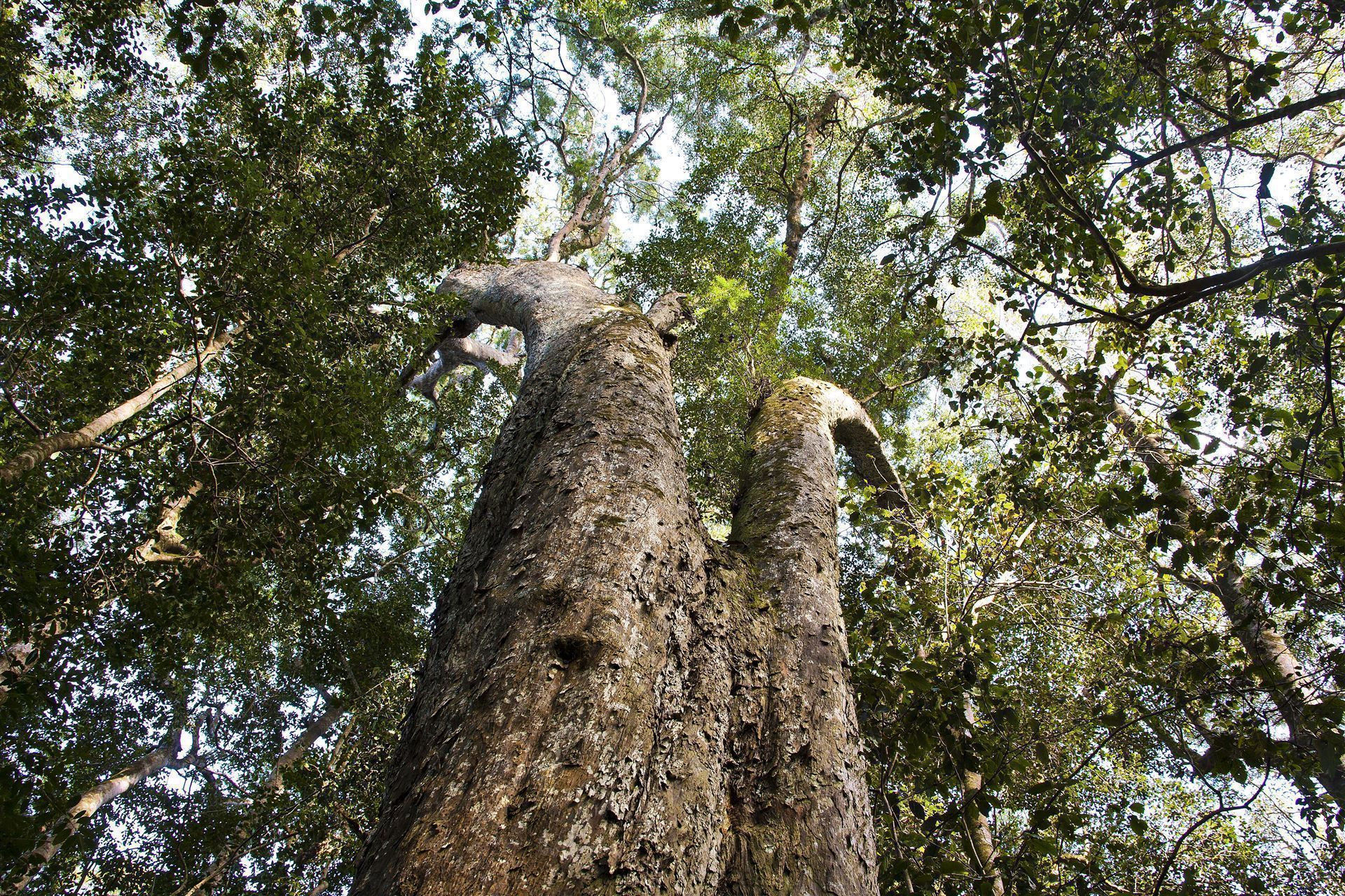 Yellowwood Tree