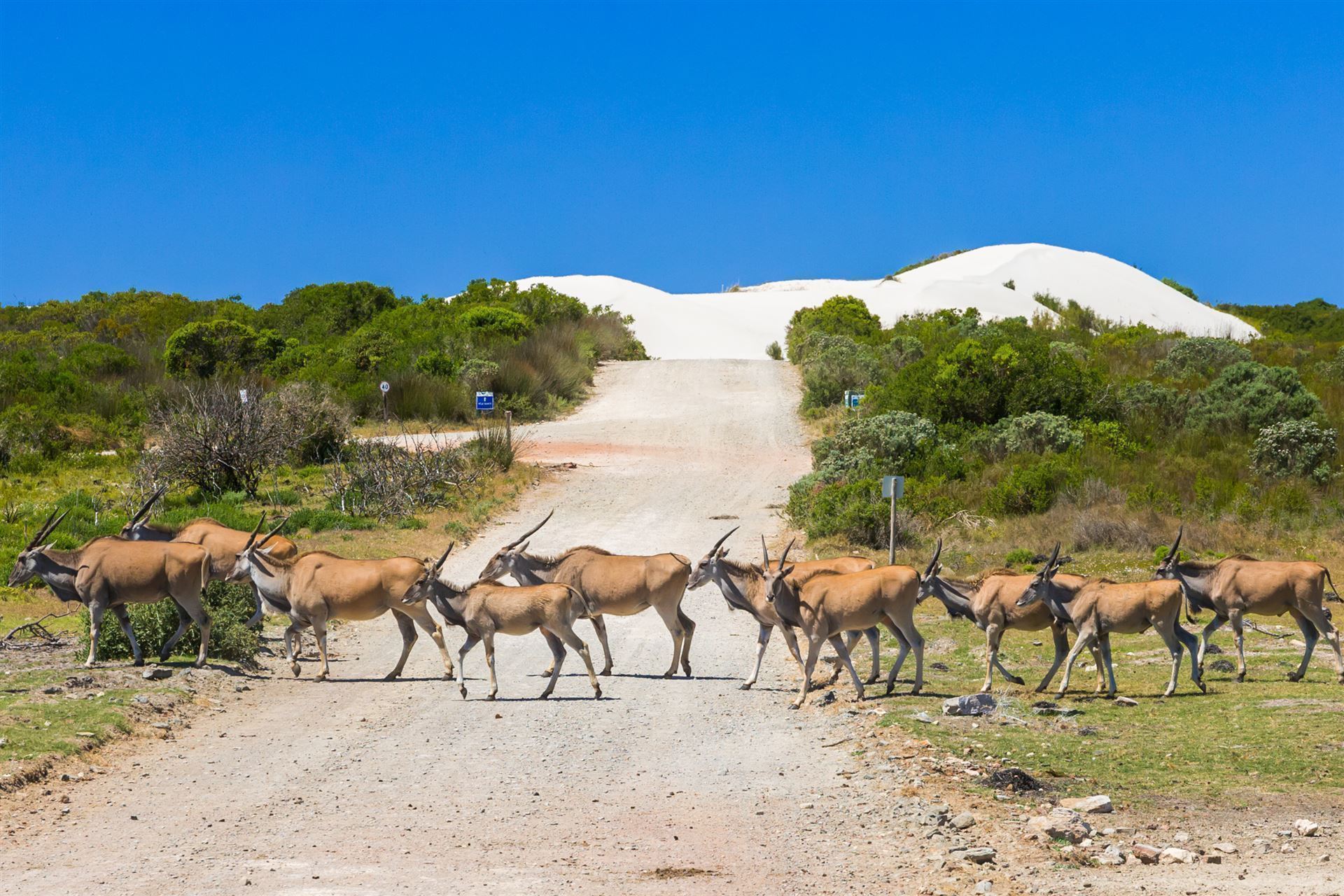 Elenantilopen im De Hoop Naturreservat