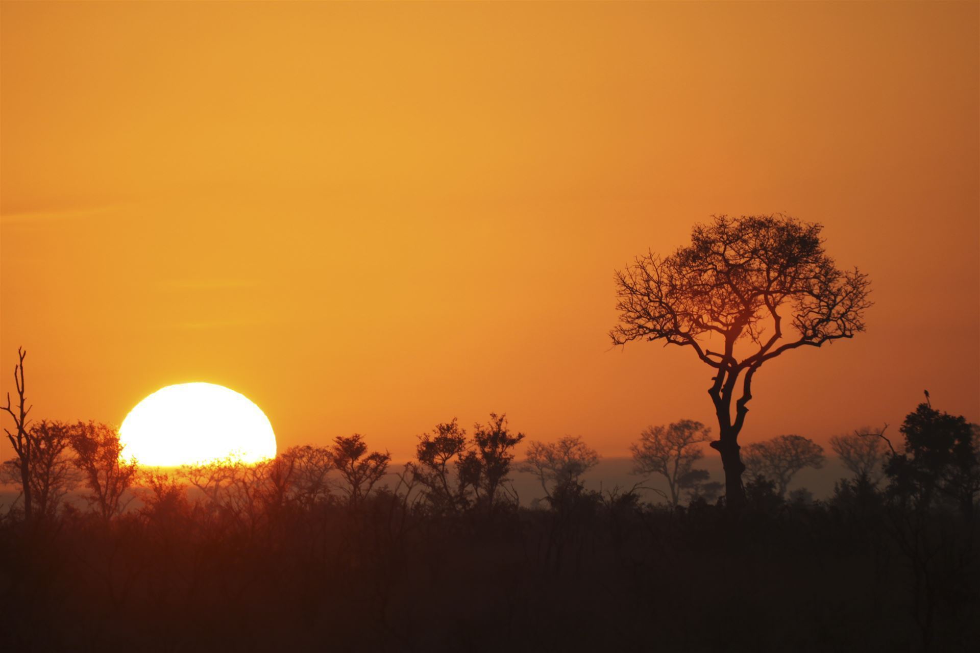 Sonnenaufgang im Krüger Nationalpark