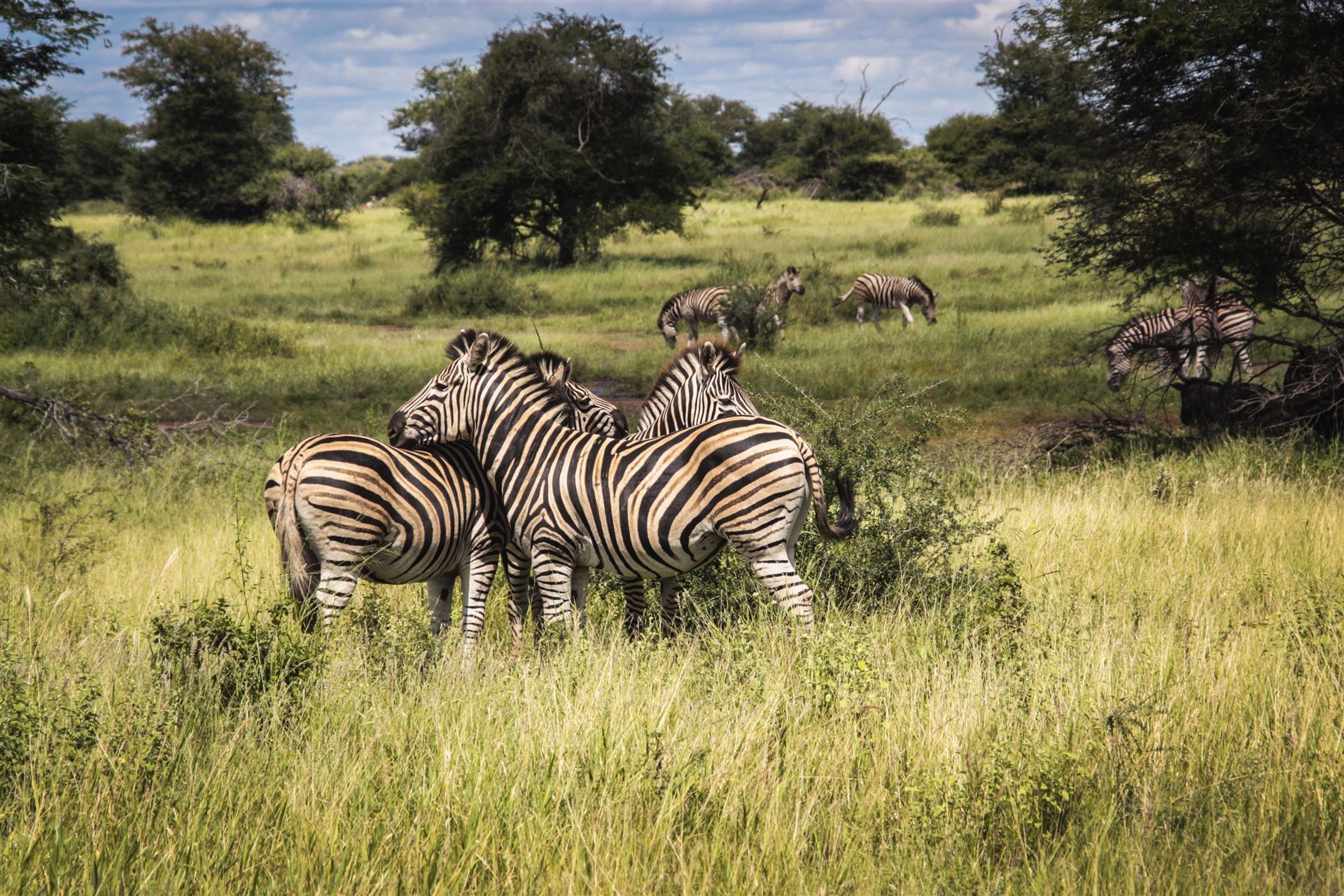 Zebras im Krüger Nationalpark