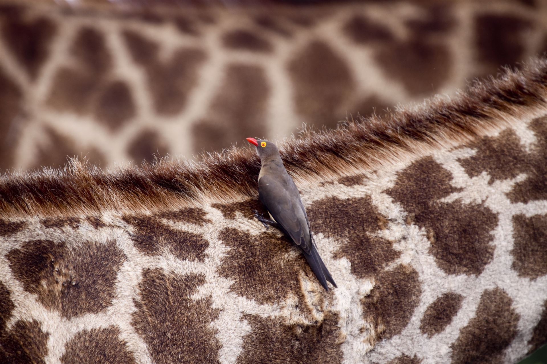 Madenhacker auf einer Giraffe