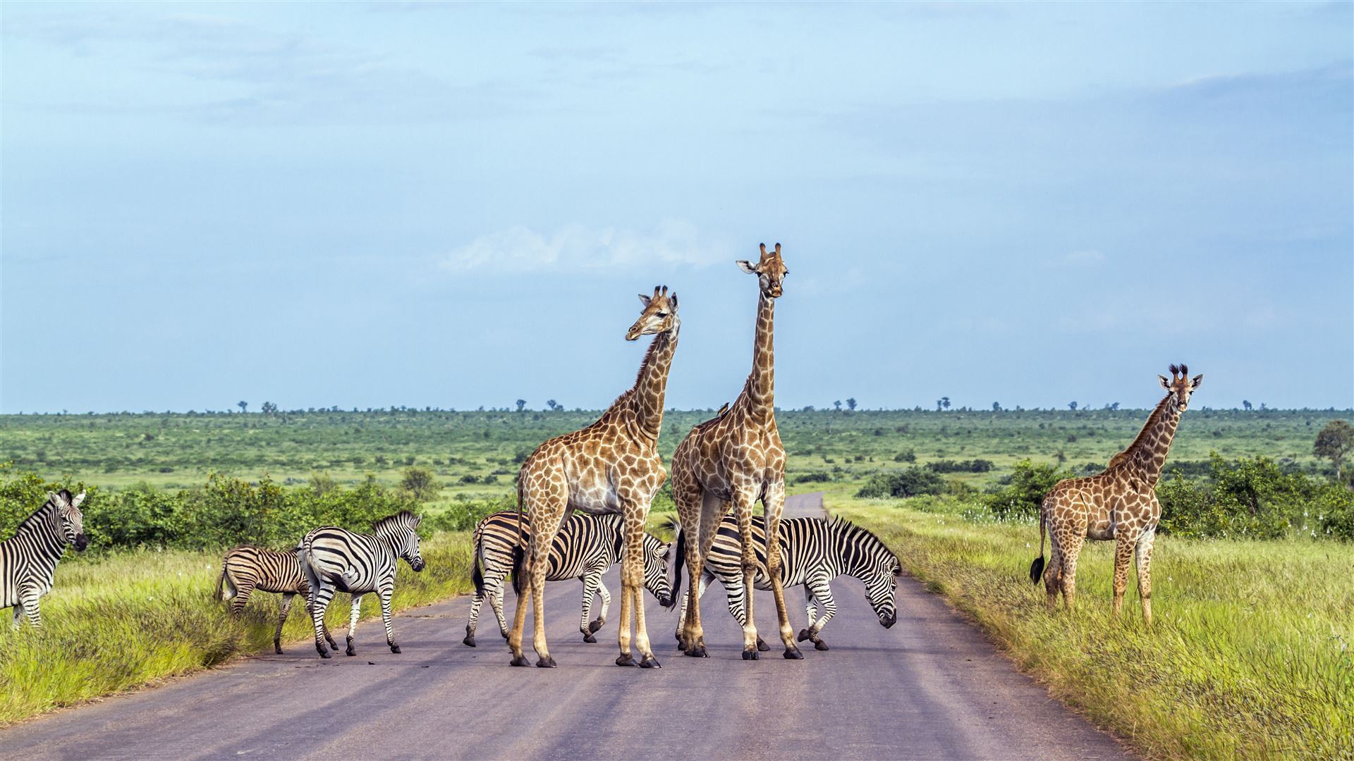 Zebras und Giraffen auf der Straße im Krüger Park