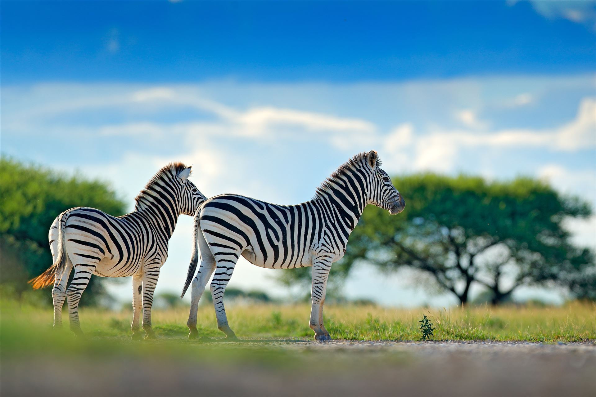 Krueger Park mit zwei Zebras