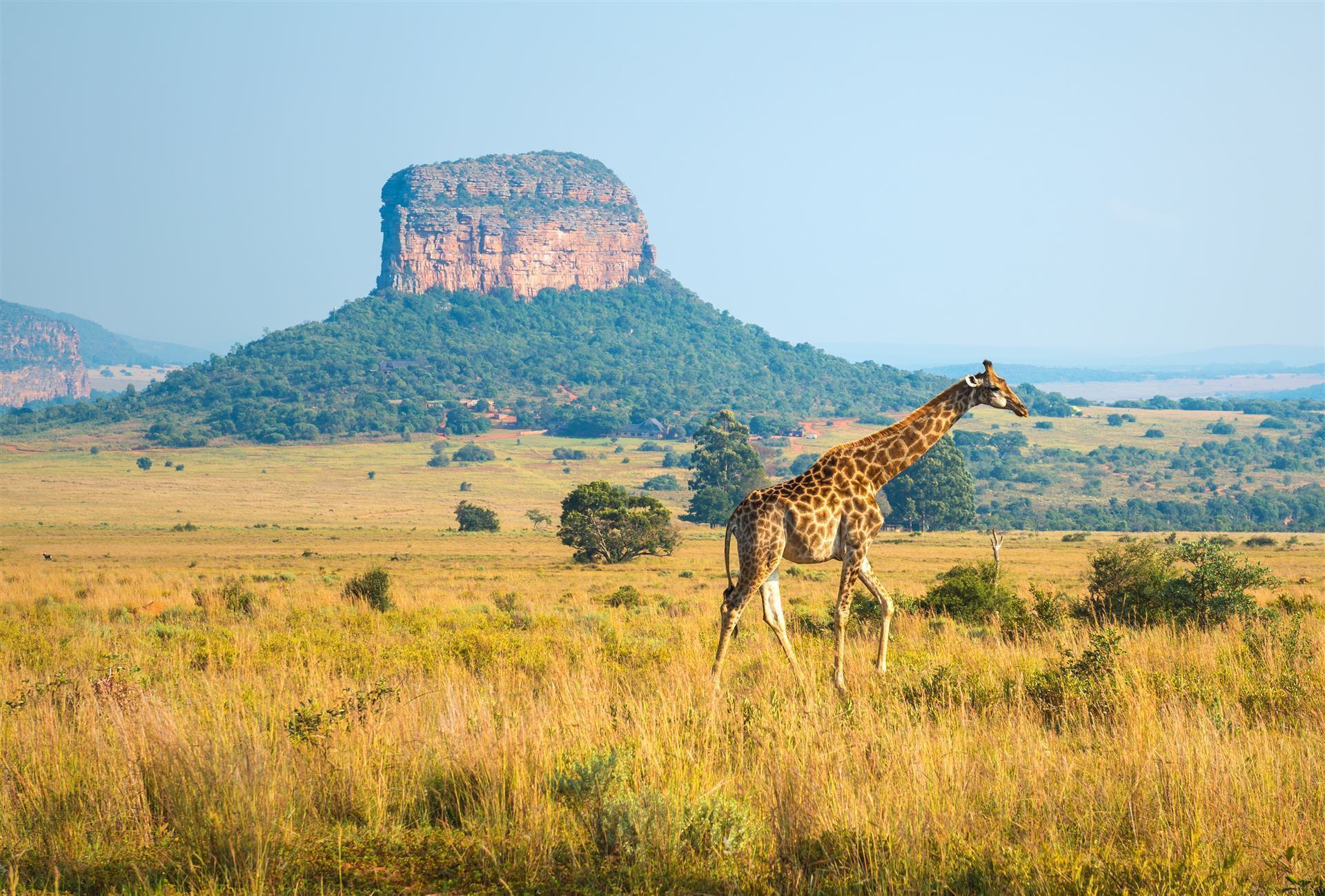 Giraffe in Limpopo