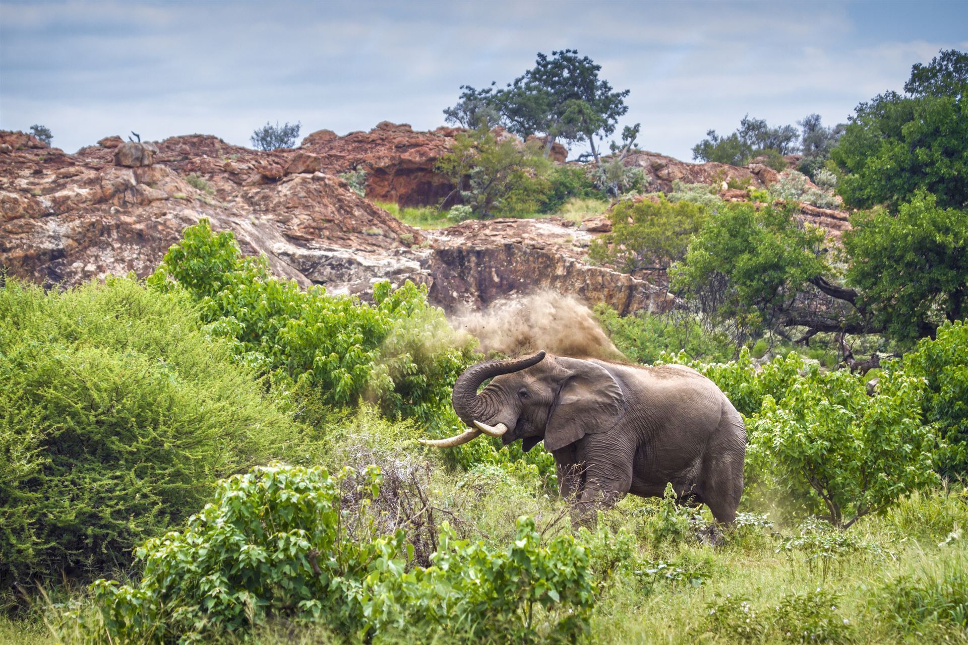 Elefant im Mapungubwe Nationalpark
