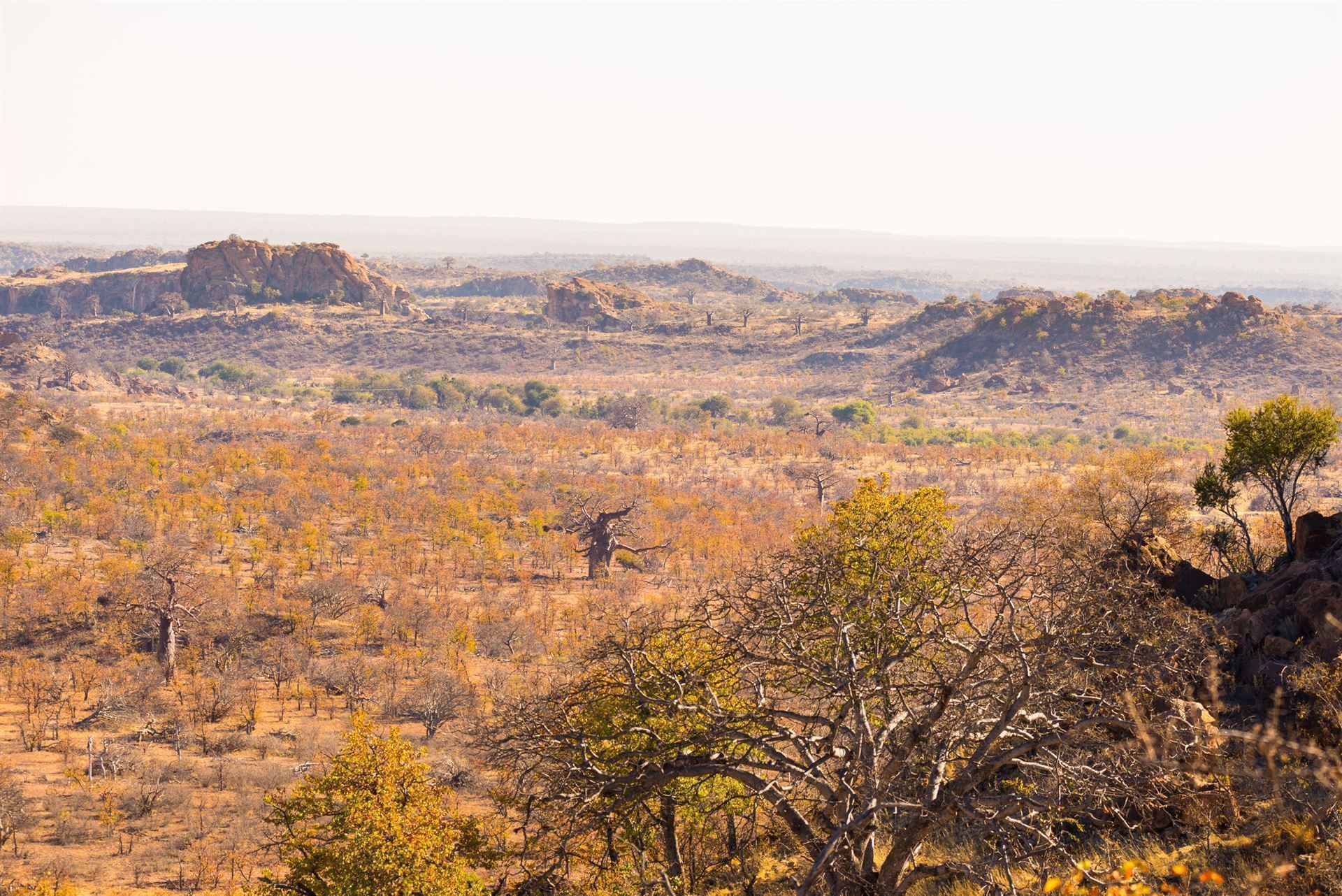 Landschaft im Mapungubwe Nationalpark