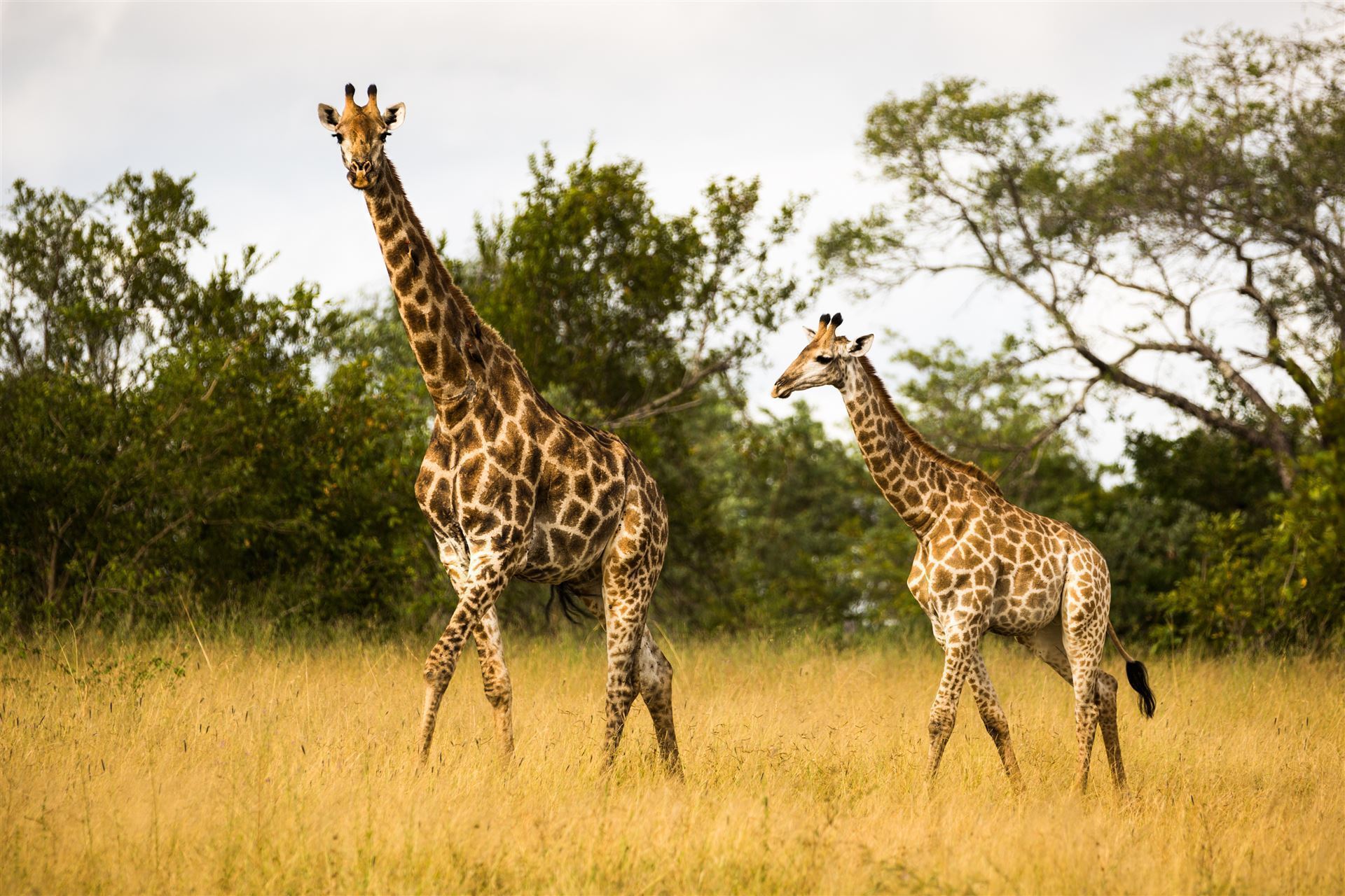 Giraffen im Krüger Nationalpark