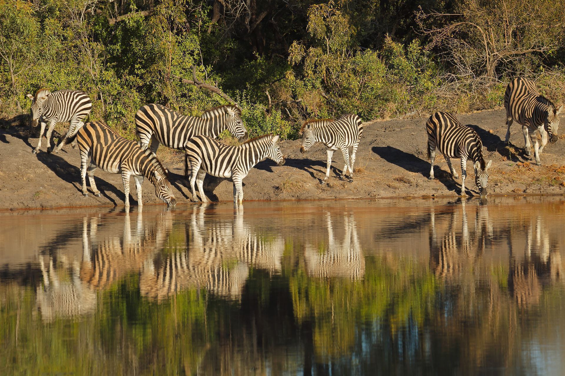 Zebras am Sabie River