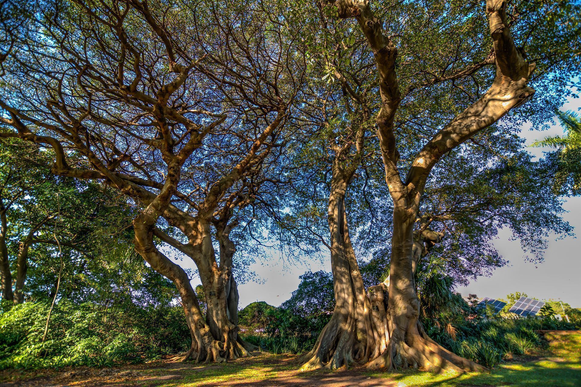 Impressionen aus dem Botanischen Garten Durban