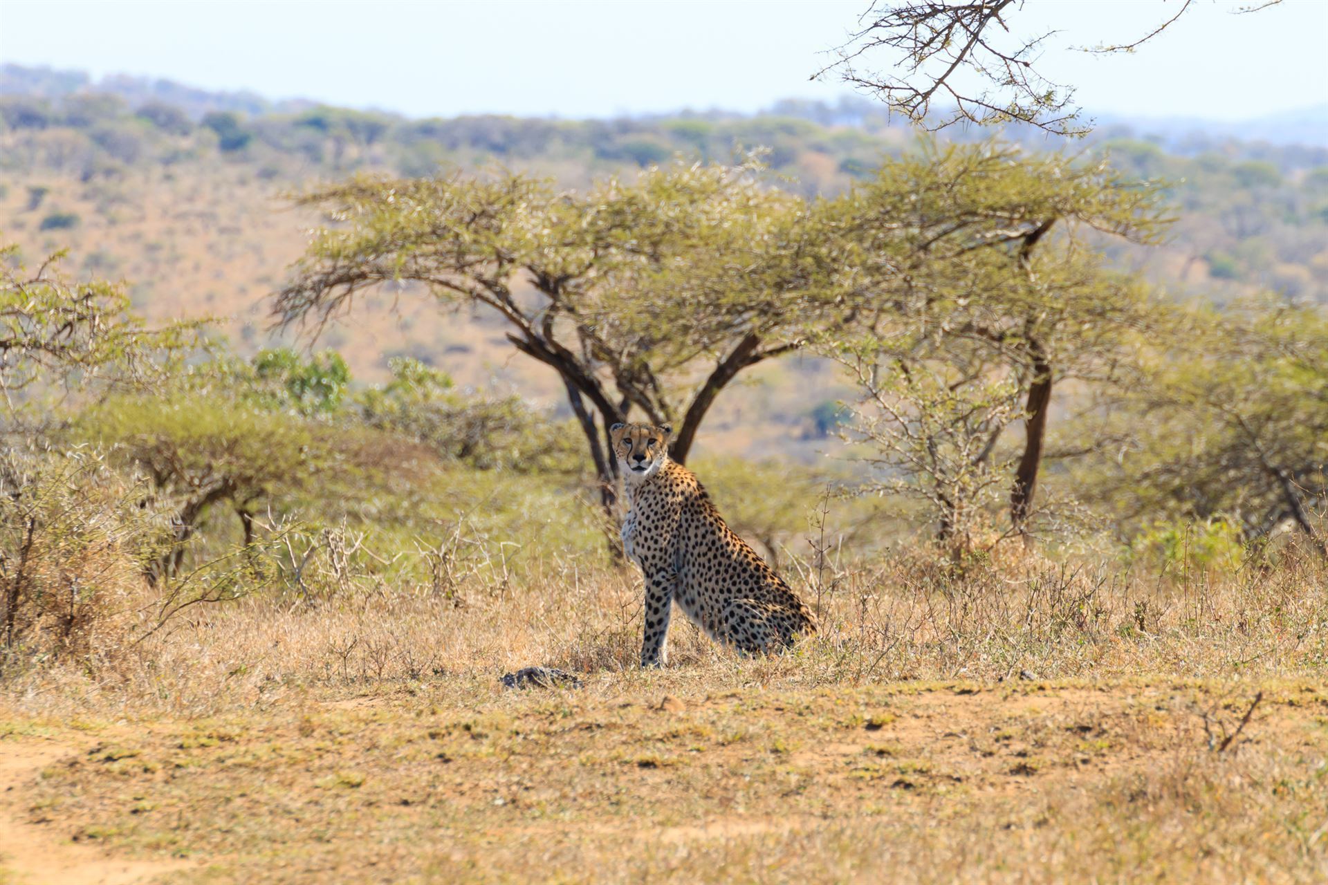 Gepard im Hluhluwe-Umfolozi Park