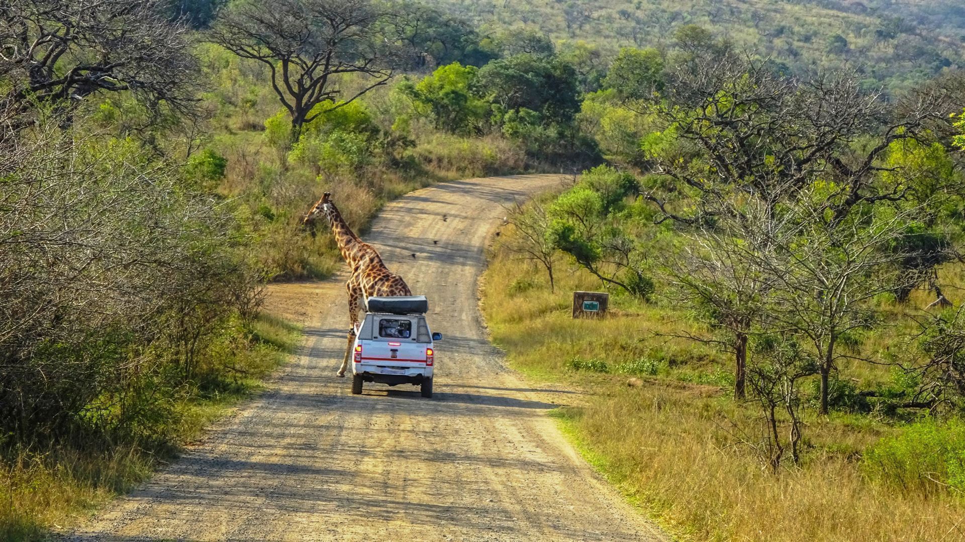 Giraffe im Hluhluwe-iMfolozi-Nationalpark