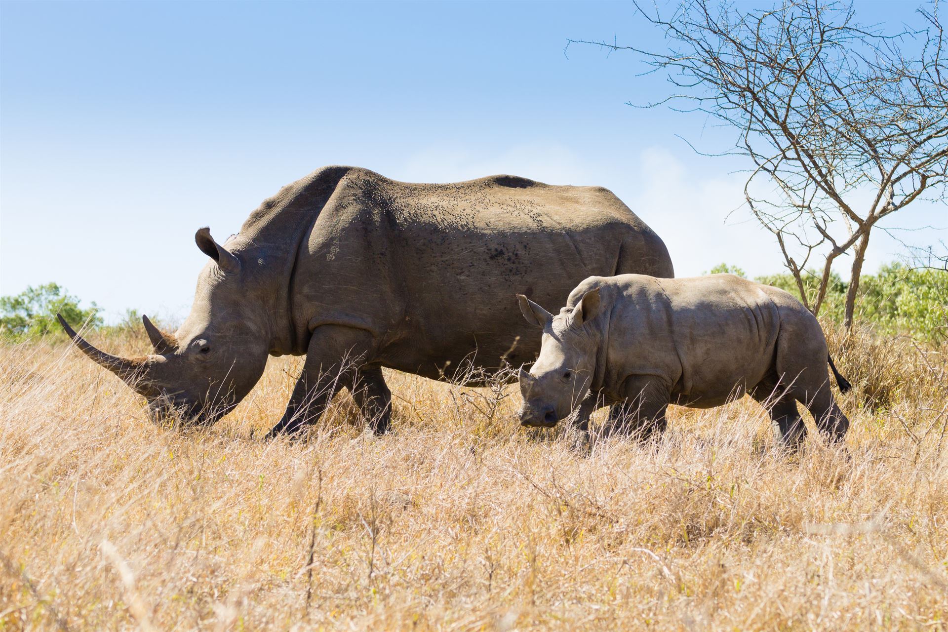 Nashörner im Hluhluwe-iMfolozi-Nationalpark