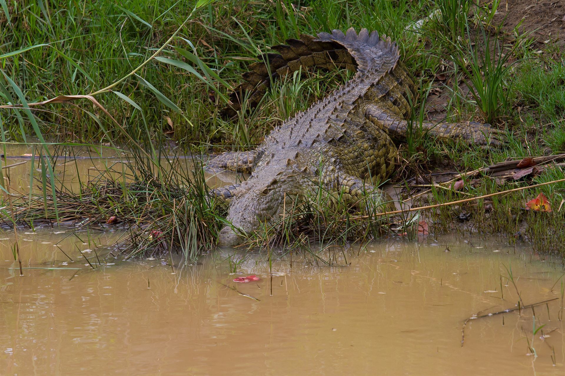 Krokodil im iSimangaliso Wetland Park