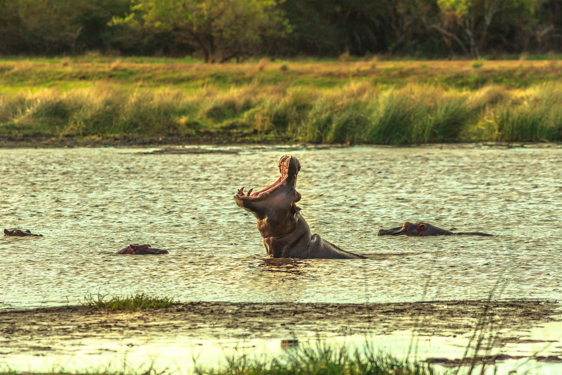 Flusspferde im iSimangaliso Wetland Park
