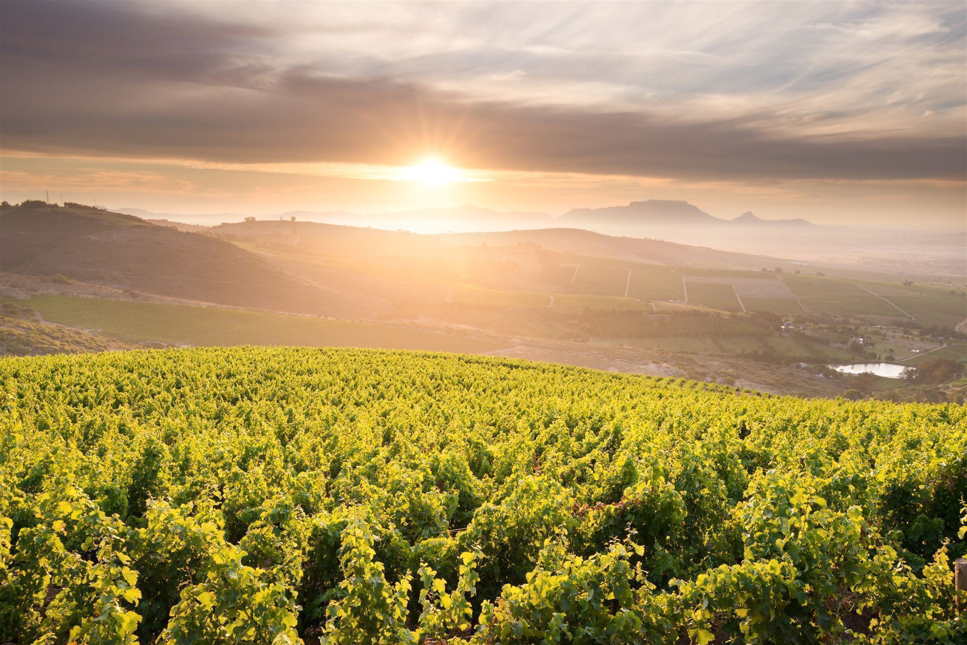 Weinberge in Stellenbosch
