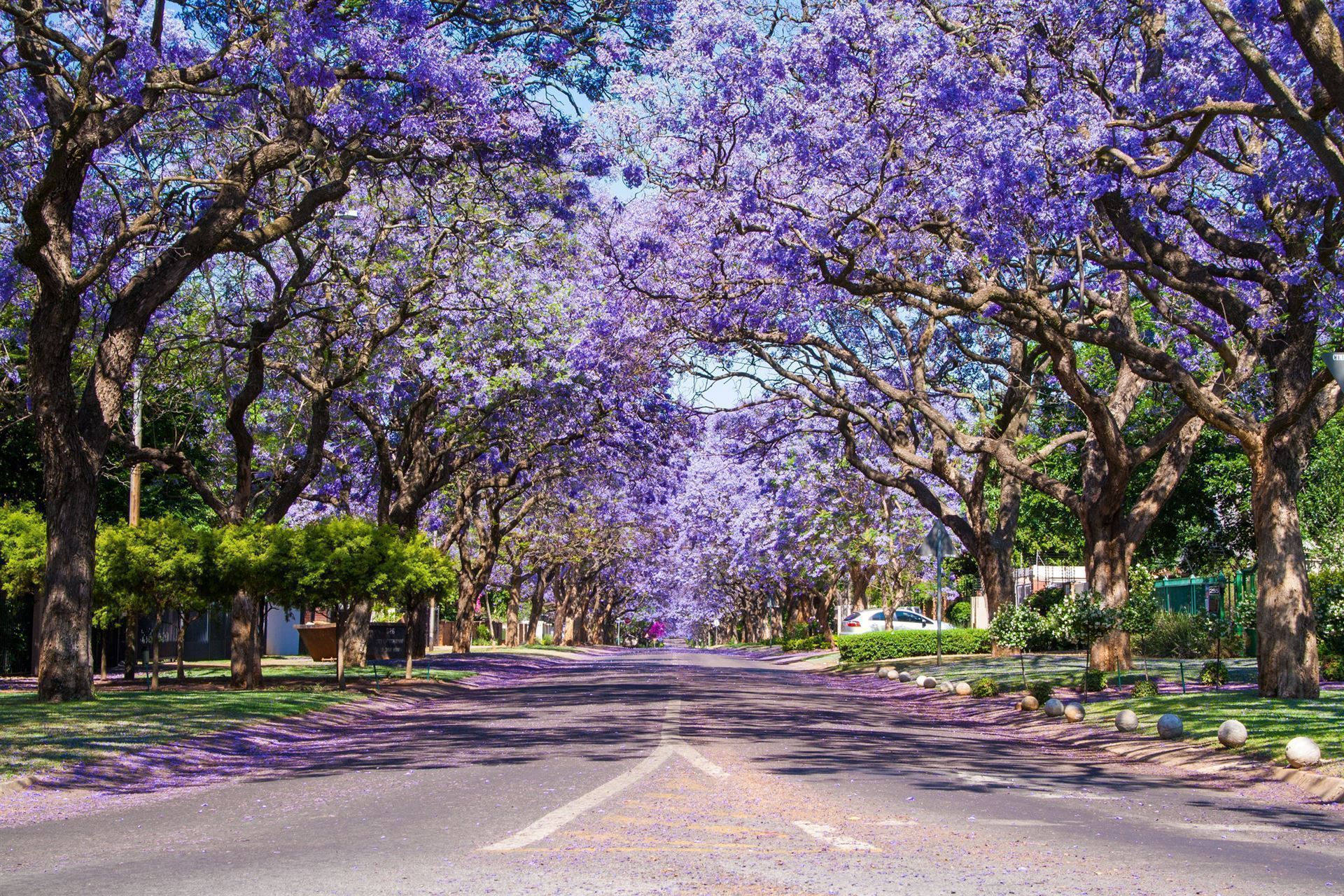 Jacaranda Bäume in Pretoria